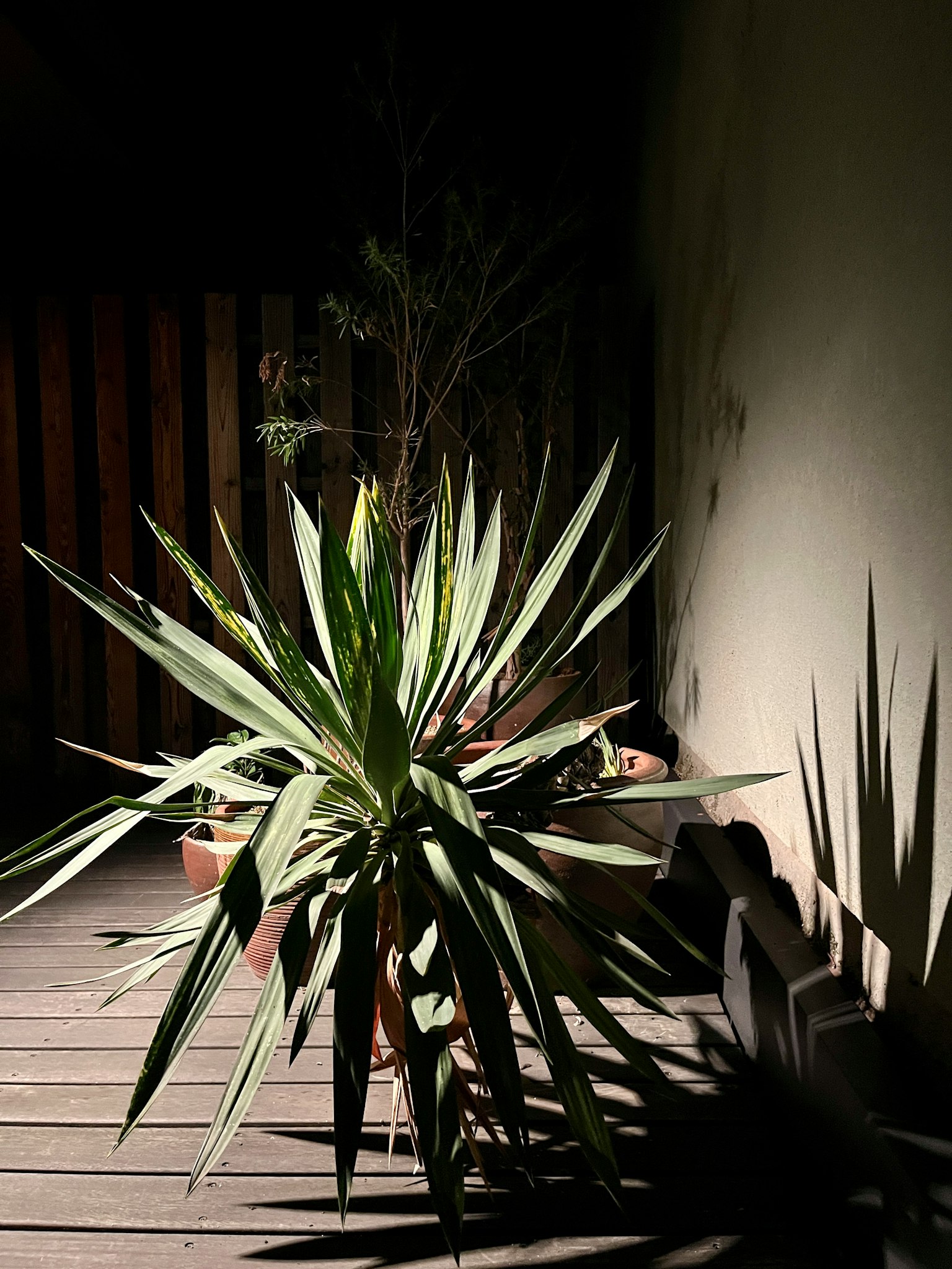 Green plant in a dimly lit space casting dramatic shadows