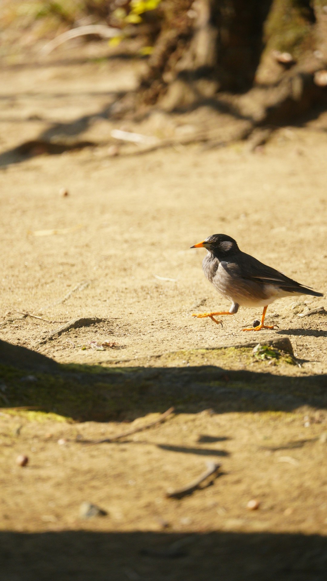 kleiner Vogel, der über sandigen Boden läuft