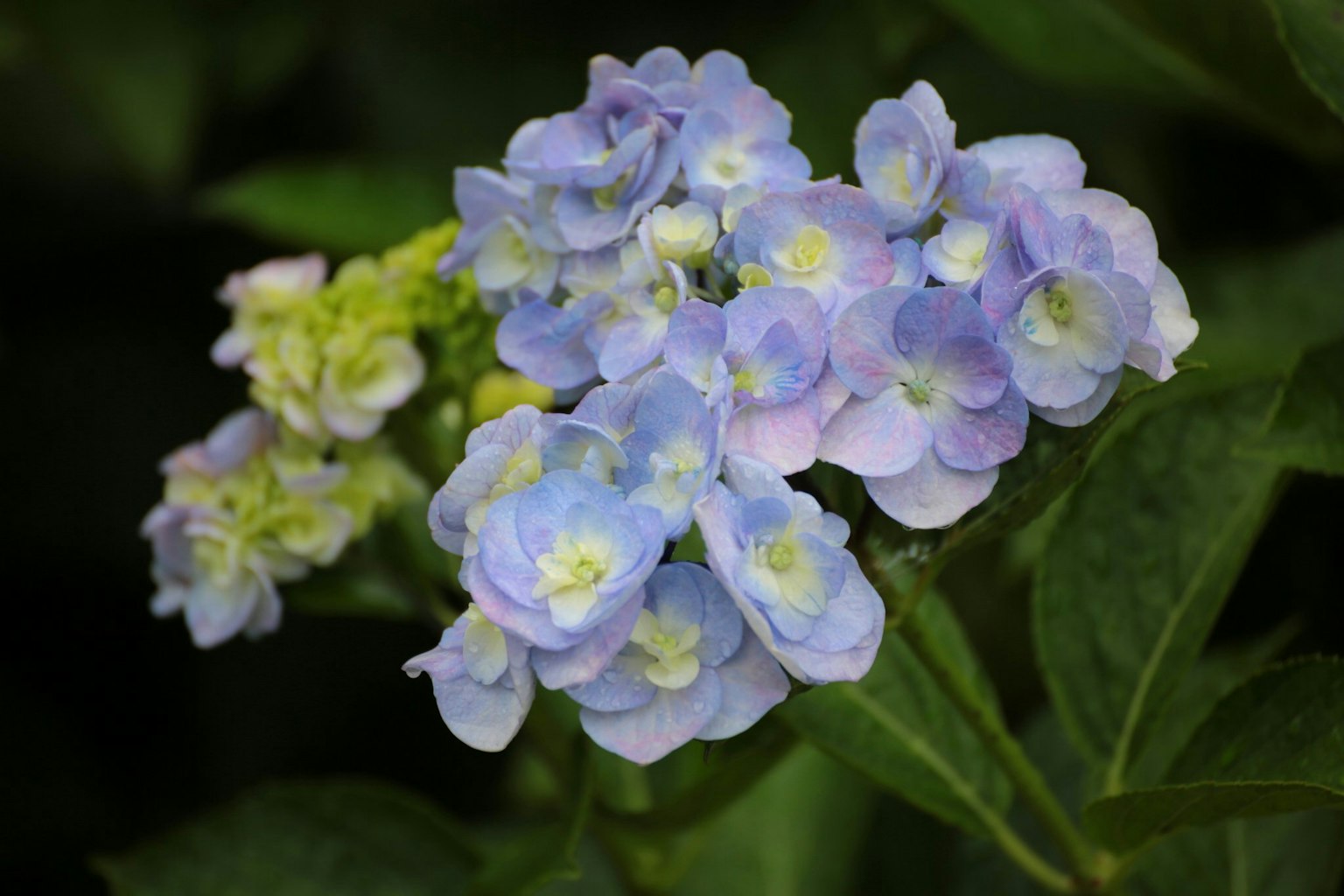 ภาพใกล้ชิดของดอกไม้สีฟ้า-ม่วงสวยในกลุ่ม