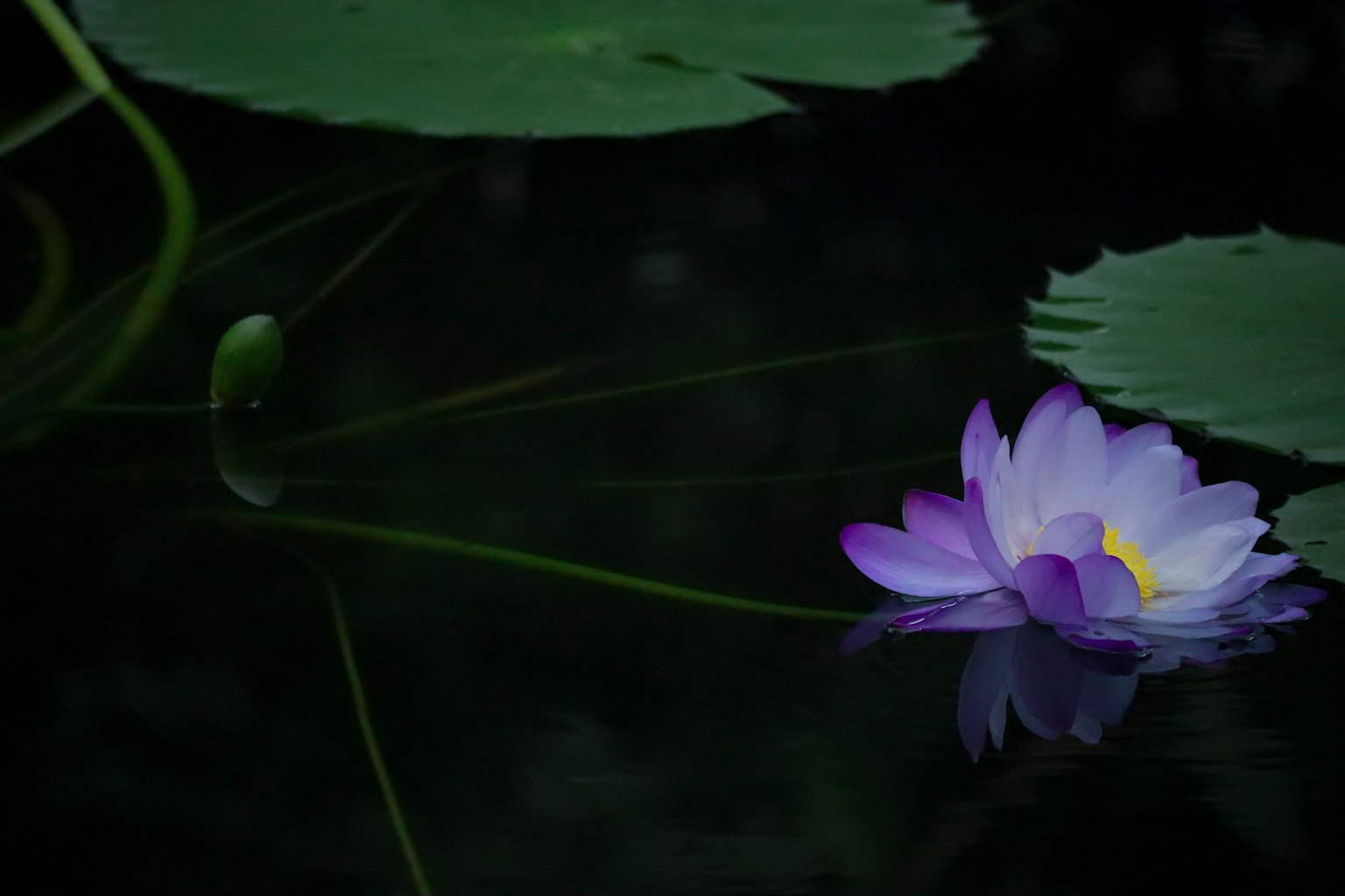 紫色睡蓮漂浮在水面上，旁邊有綠色葉子