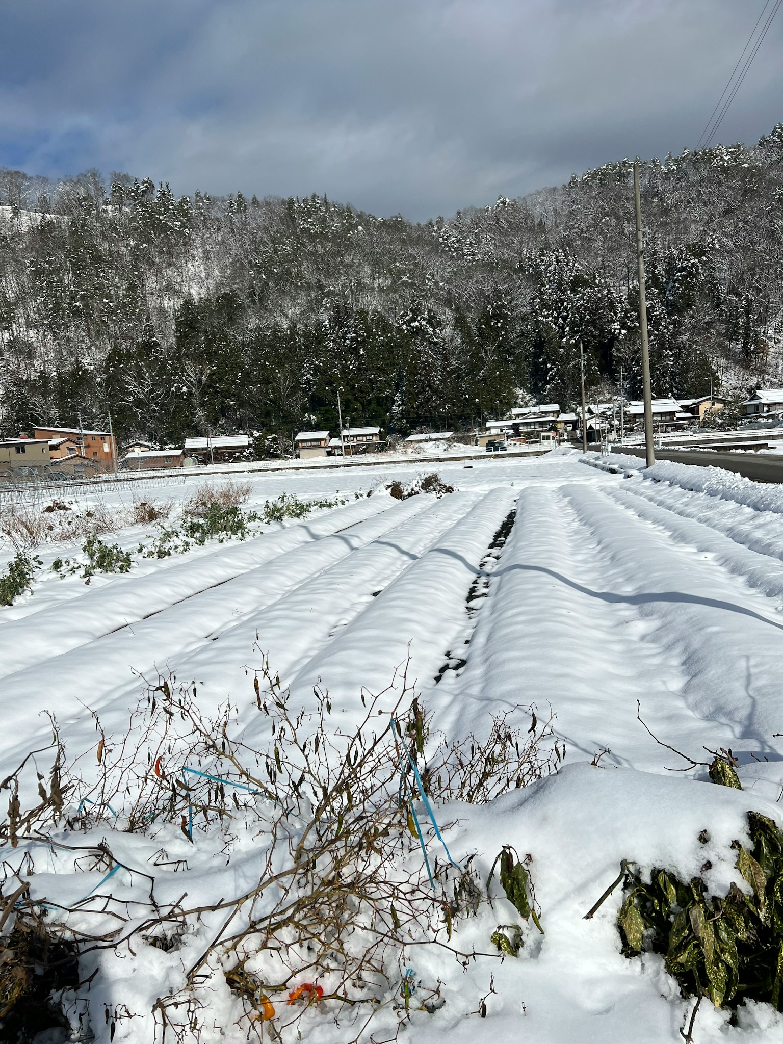 Paisaje agrícola cubierto de nieve con filas de cultivos y montañas a lo lejos