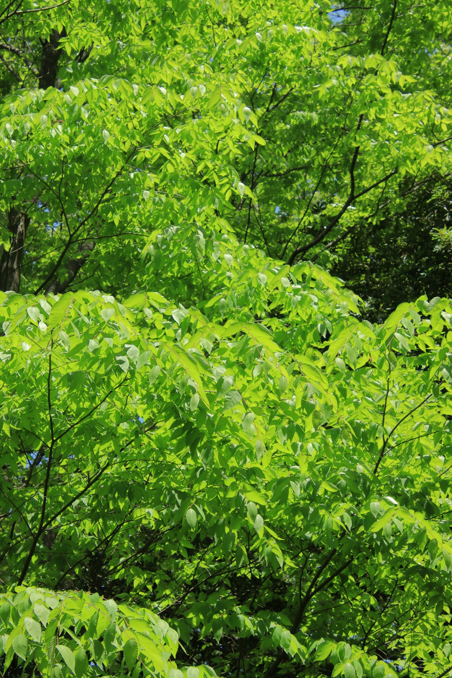 Primer plano de follaje verde exuberante en árboles