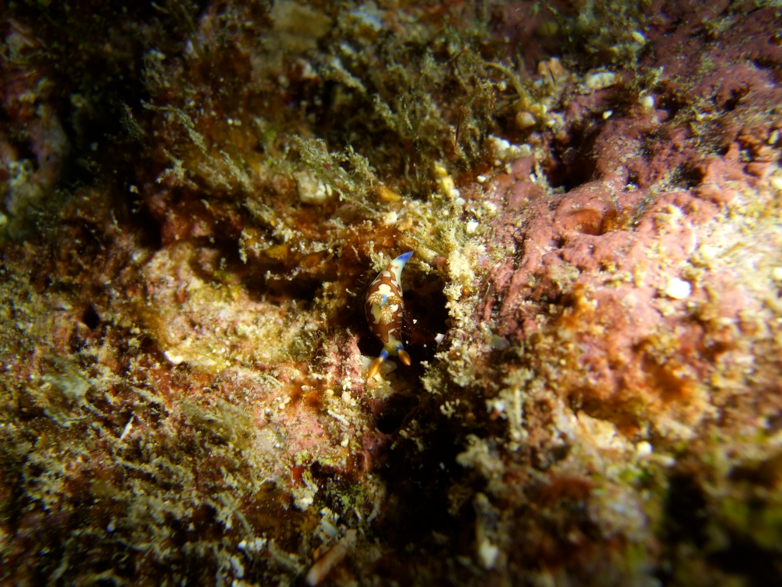 Detailed image of colorful rocks and algae on the ocean floor