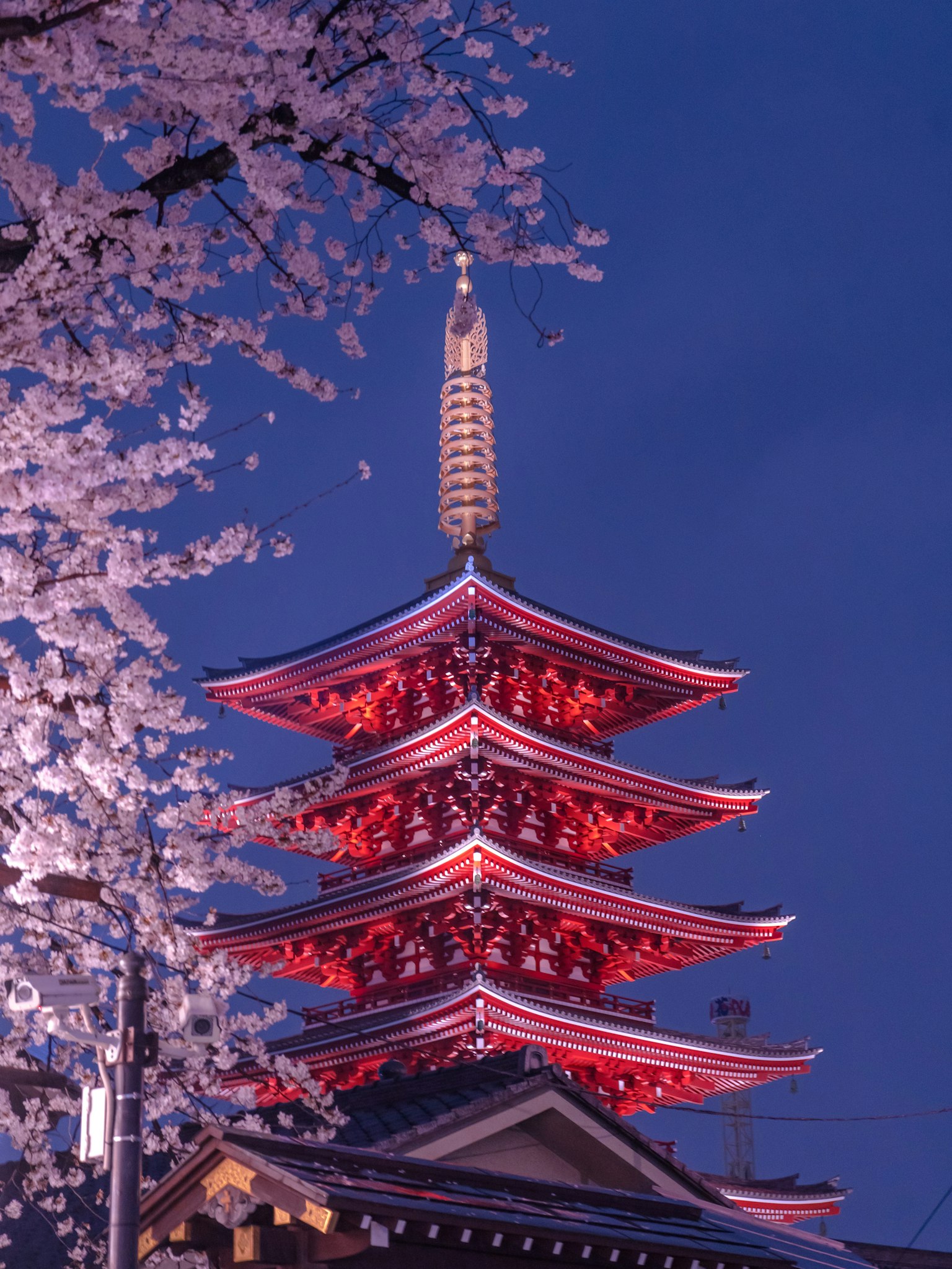 美丽的夜景,红色五层宝塔与樱花相映