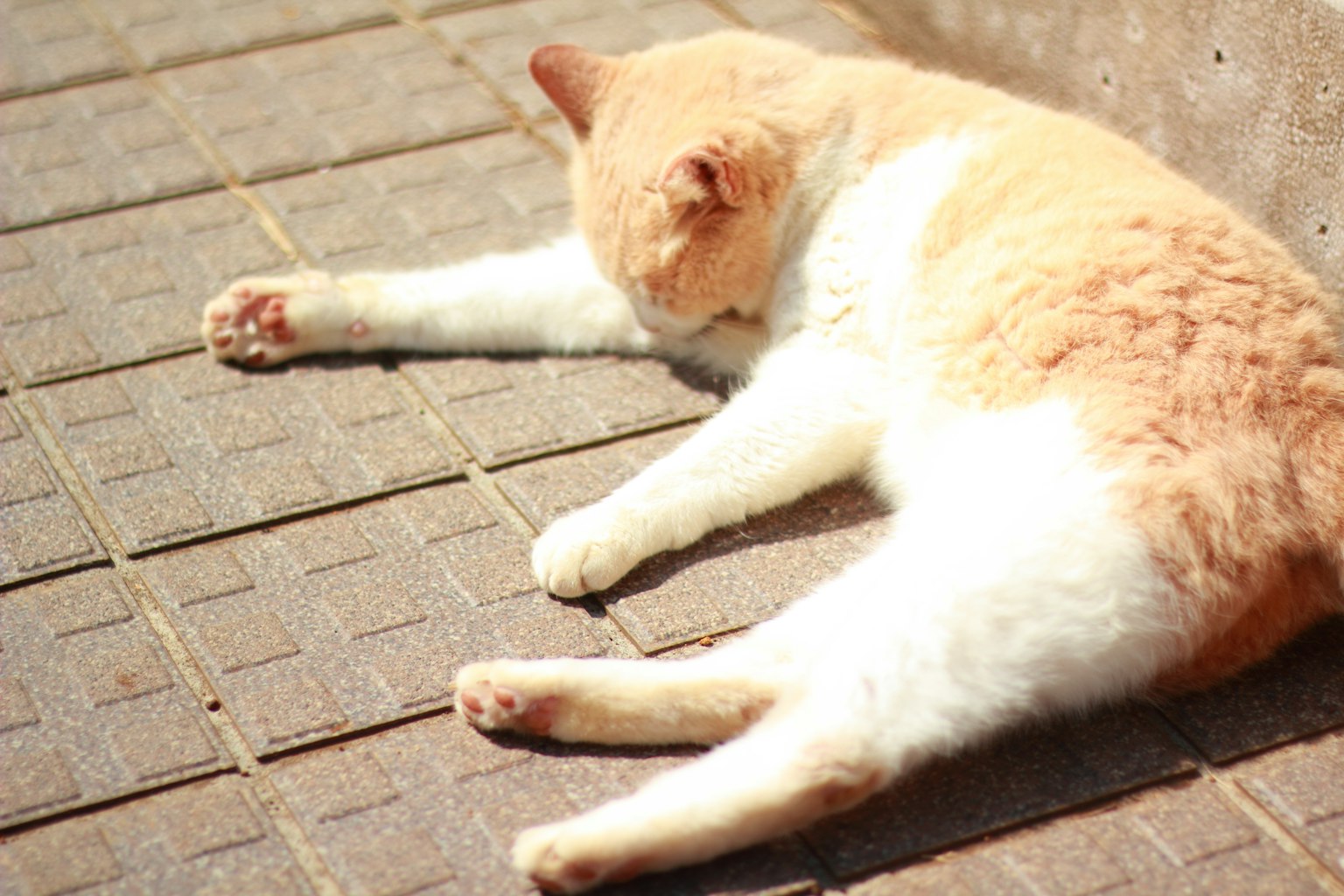 Kucing oranye dan putih yang membentang di bawah sinar matahari