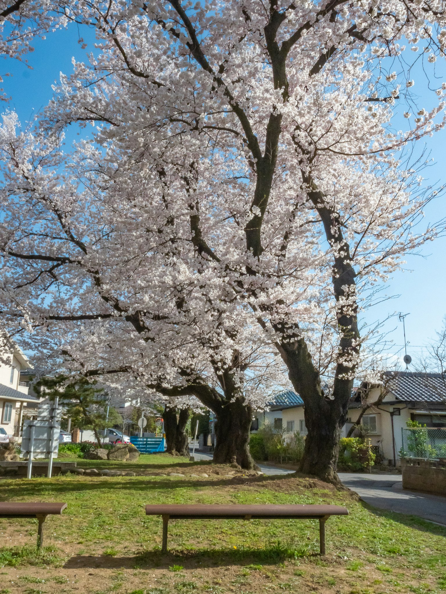 Cảnh công viên với cây anh đào nở hoa ghế trên cỏ xanh và bầu trời xanh