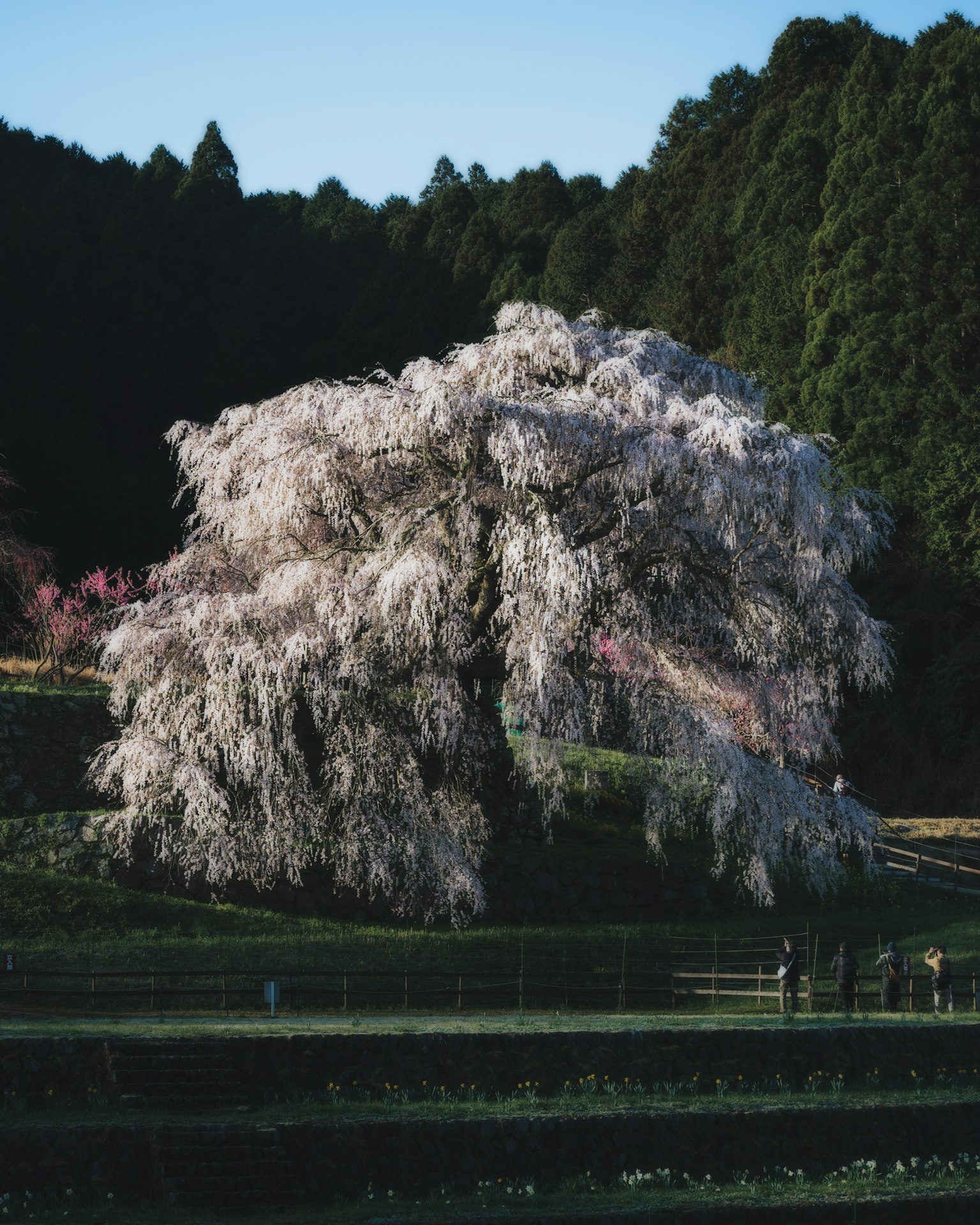 一棵美丽的樱花树与绿色背景
