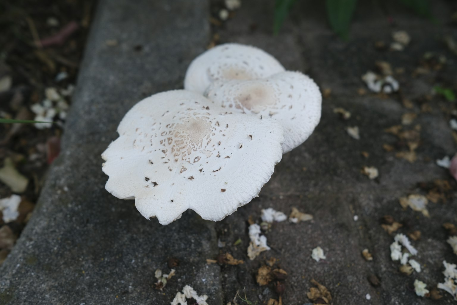 Weiße Pilze liegen auf dem Boden