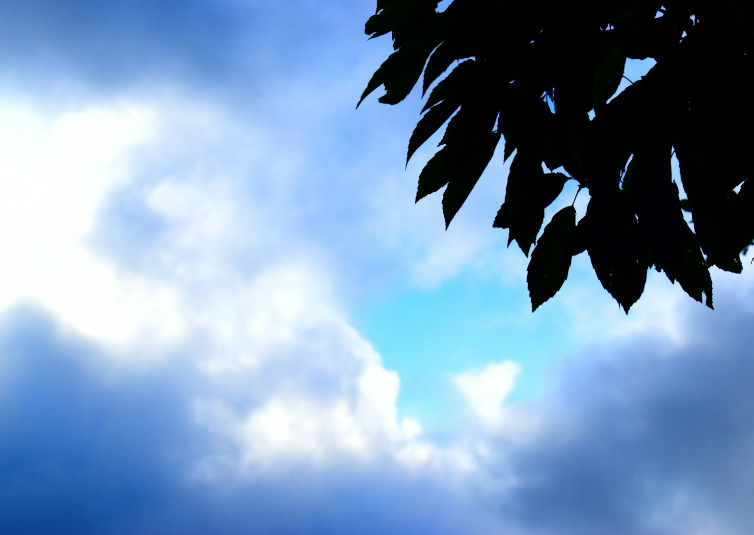 Silhouette de feuilles sur fond de ciel bleu et de nuages