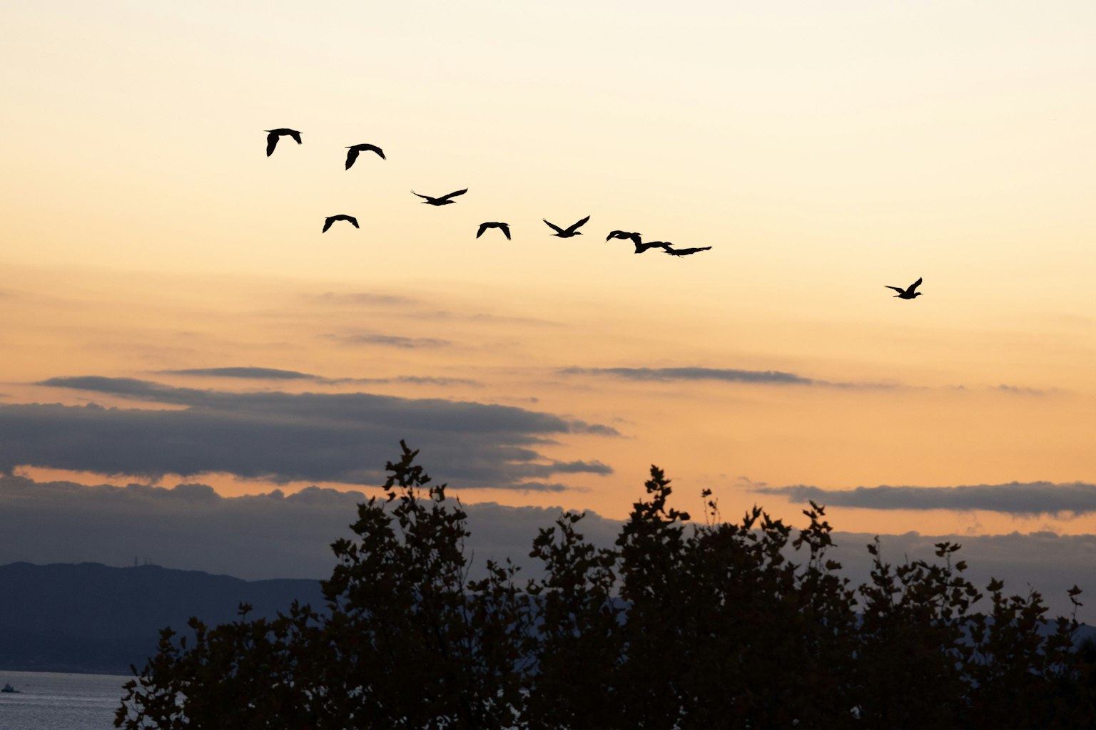 Un gruppo di uccelli che volano contro un cielo al tramonto con alberi in silhouette