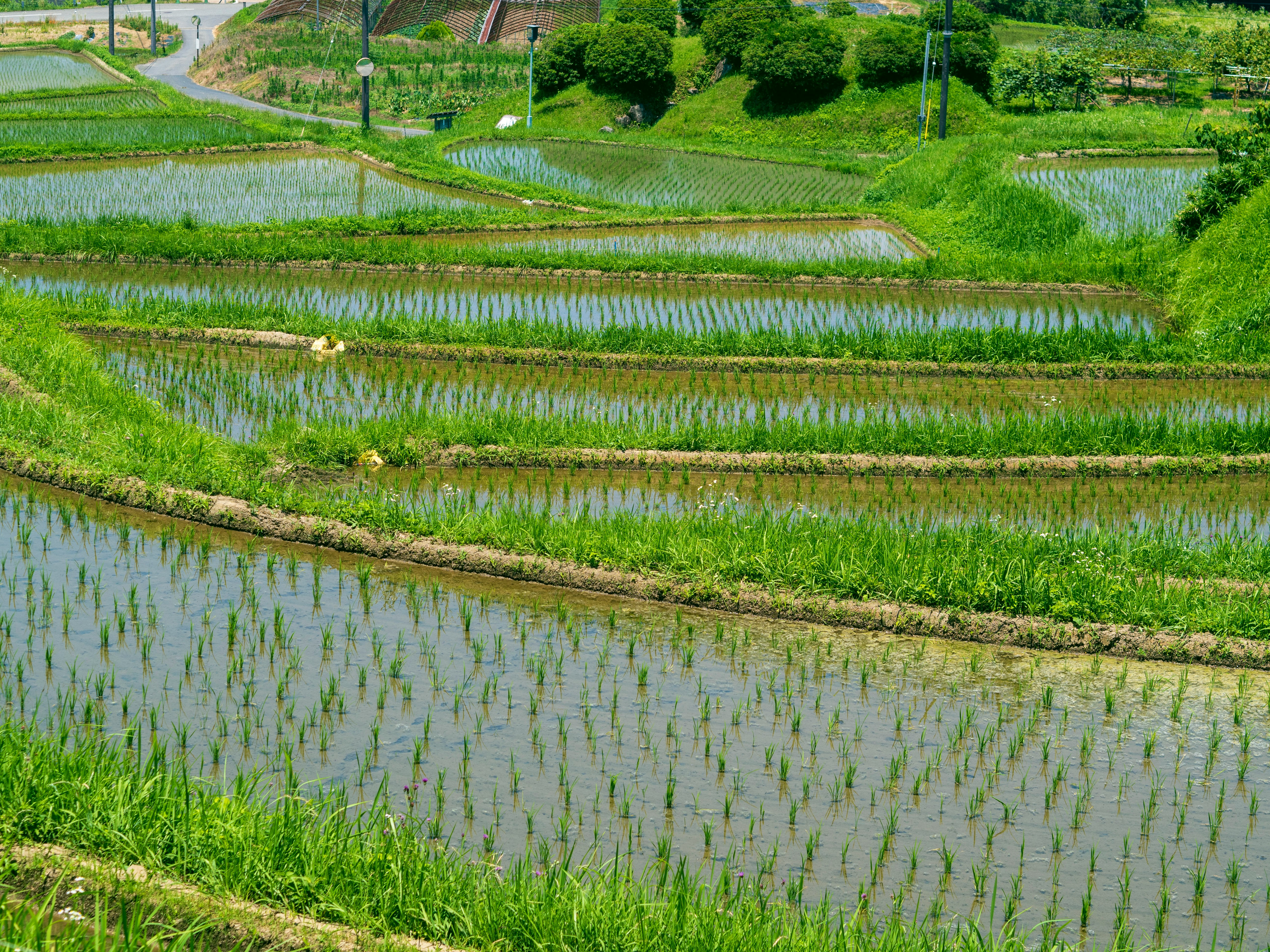 水田と緑の畦道が広がる田園風景