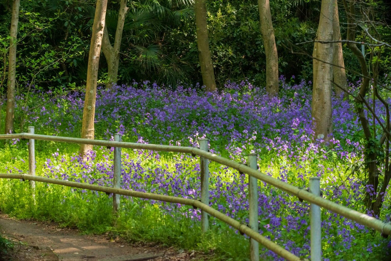 Un sentiero tortuoso in un parco rigoglioso pieno di fiori viola