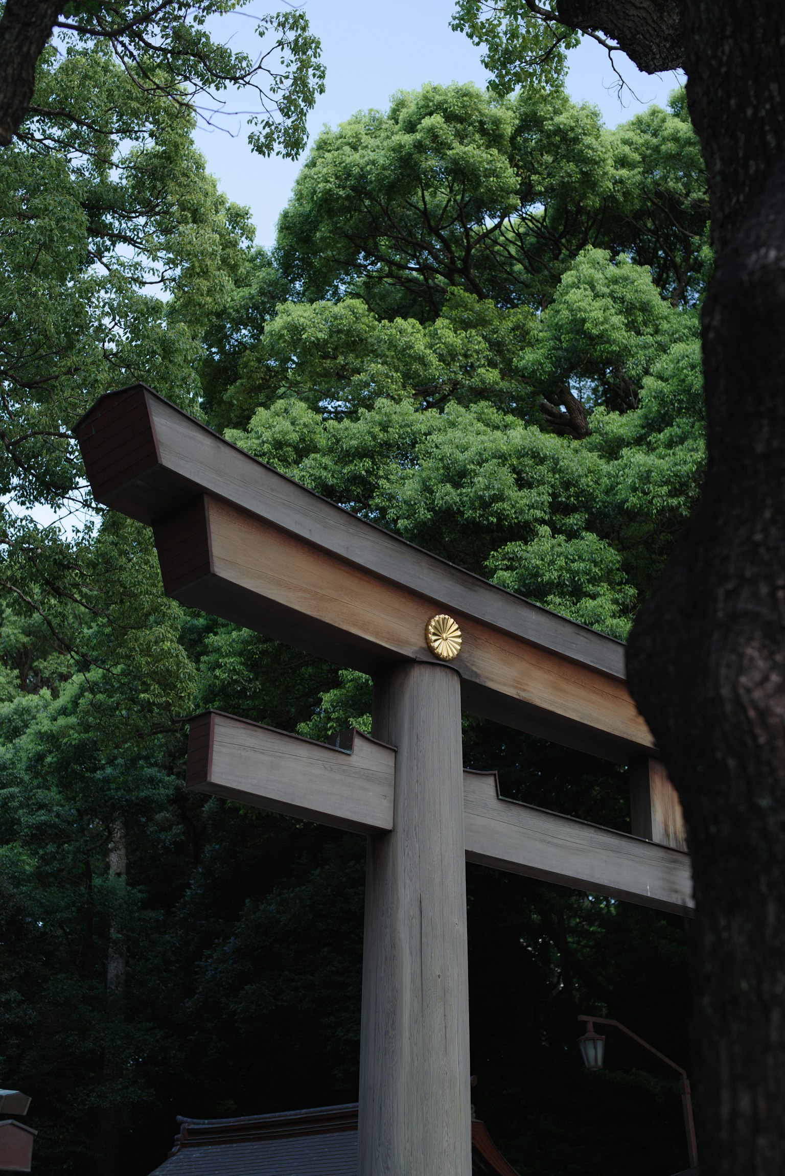 Struttura di torii tradizionale che si erge tra alberi verdi lussureggianti