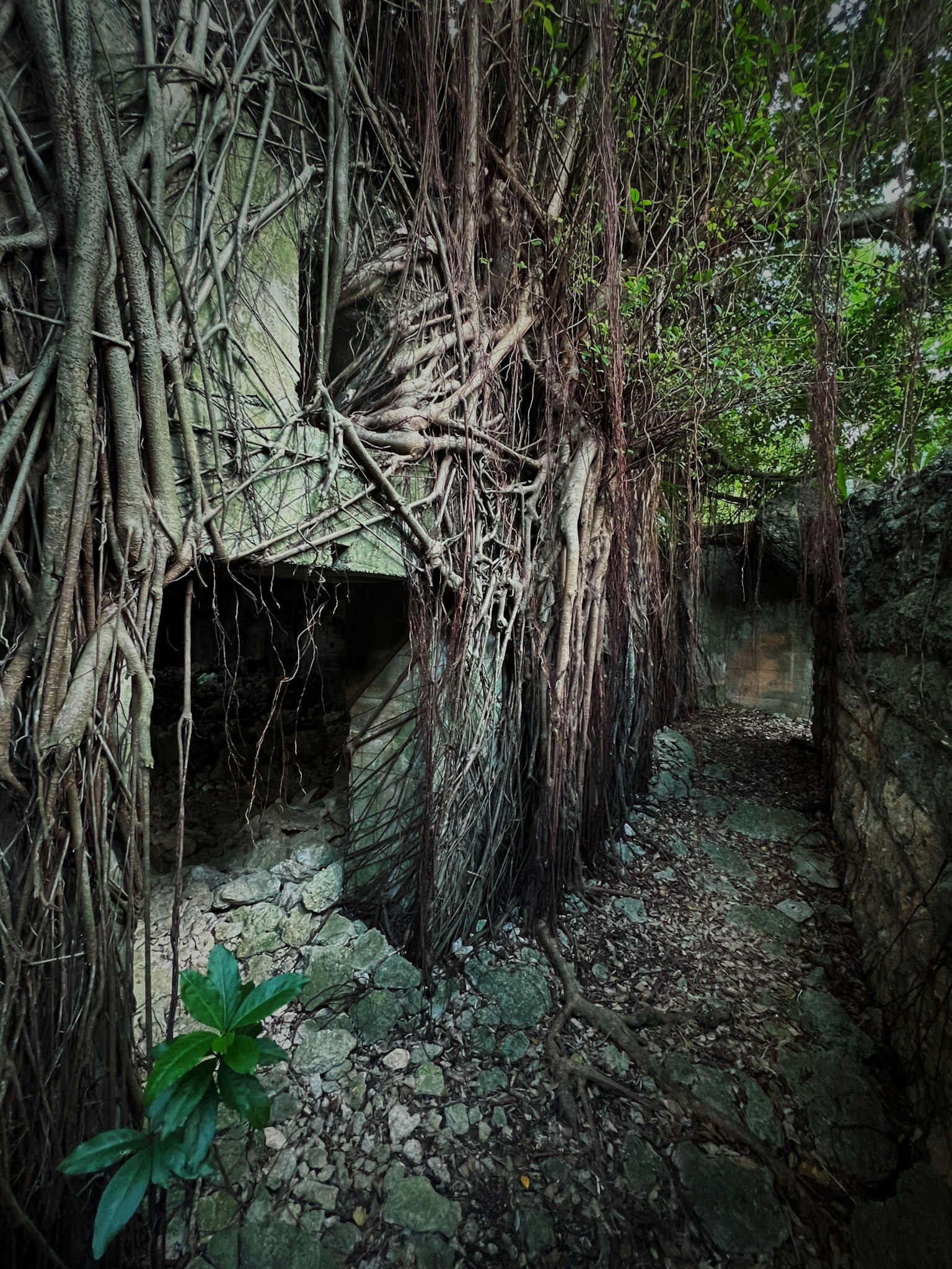 Sentiero di pietra coperto da vegetazione lussureggiante e radici