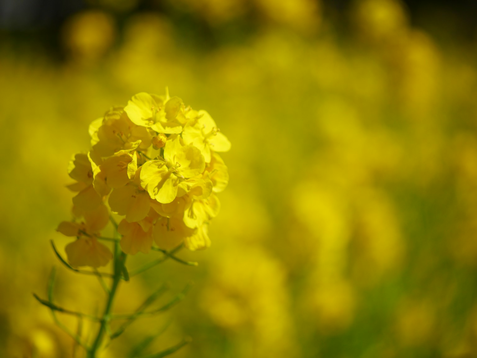 Close-up bunga kuning yang mekar di ladang