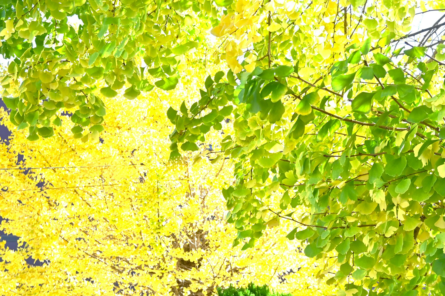 Alberi autunnali con un mix di foglie verdi e gialle