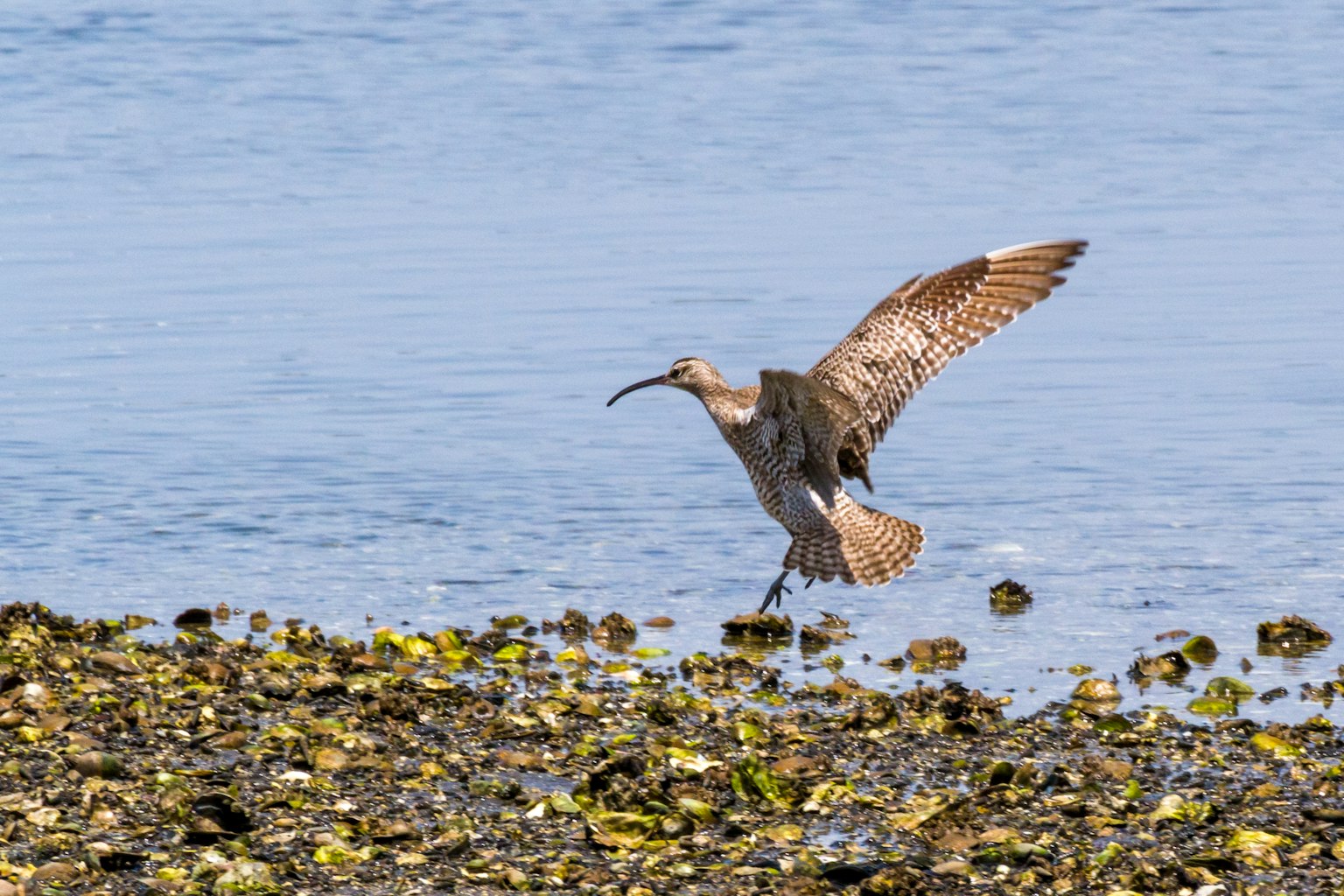 Ein Vogel, der am Ufer mit ausgebreiteten Flügeln fliegt