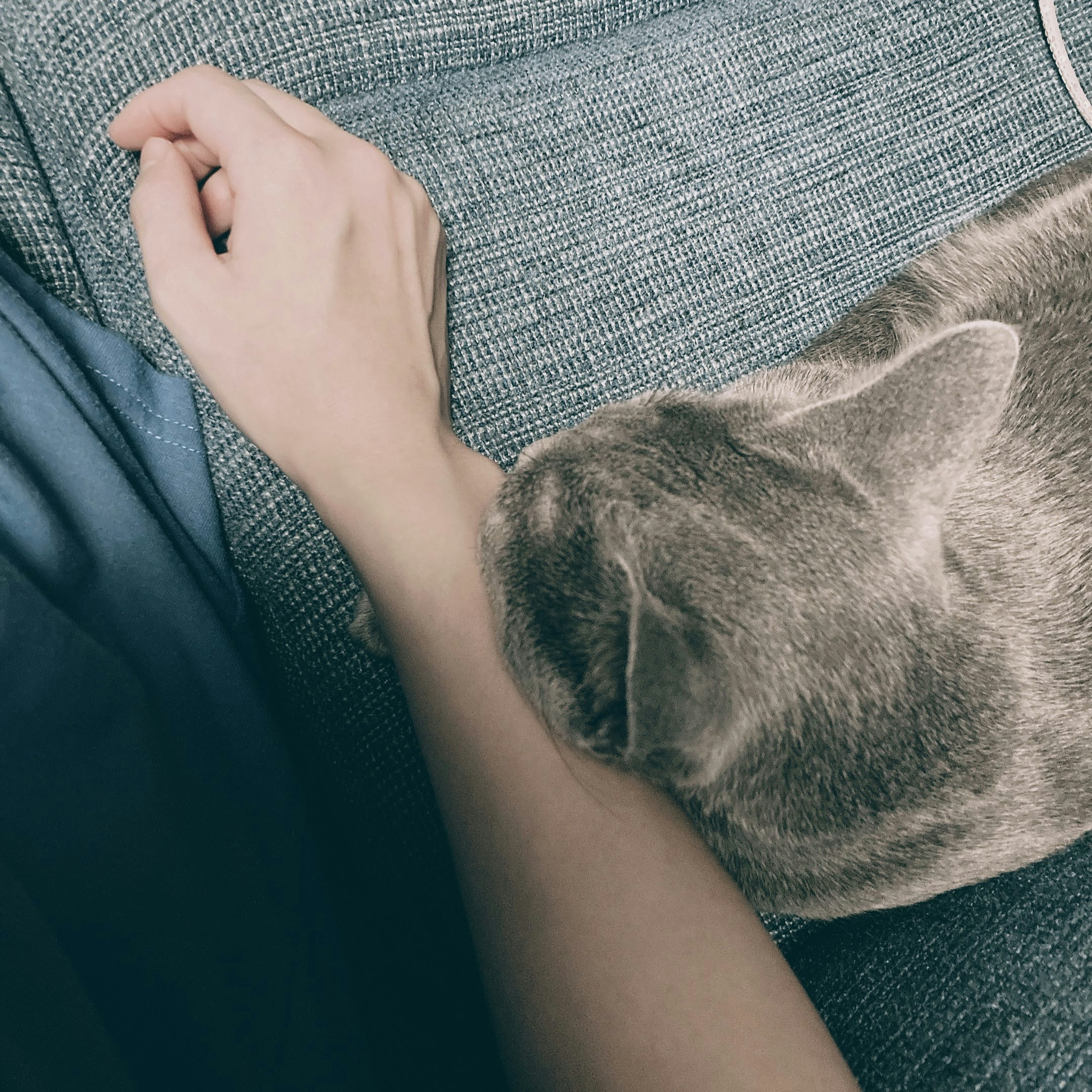 沙发上与手相依的猫
