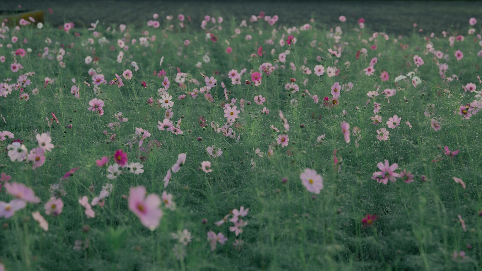 Un campo di fiori rosa chiaro e bianchi in un prato verde
