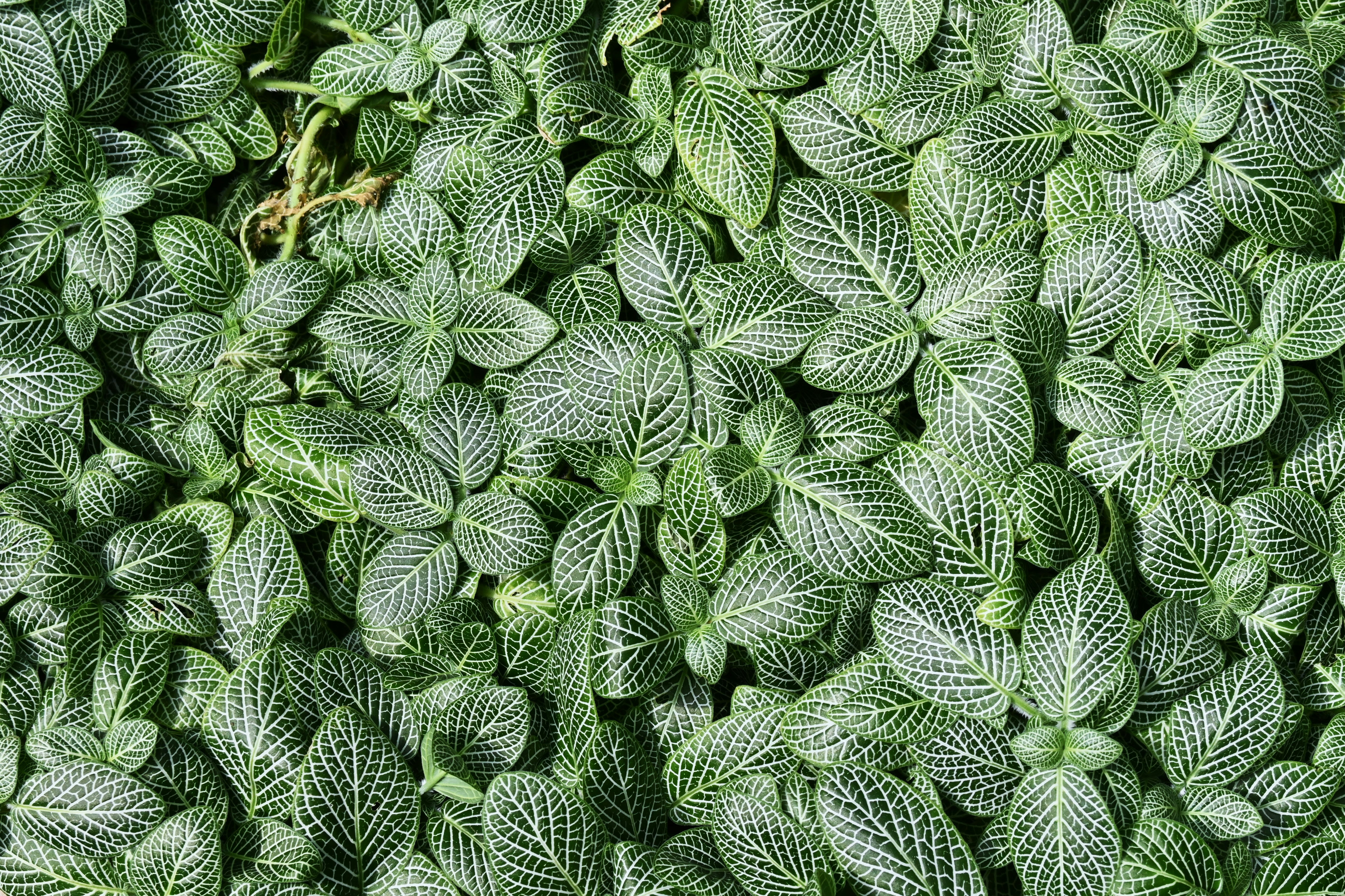 緑色の葉が密集した植物のパターン