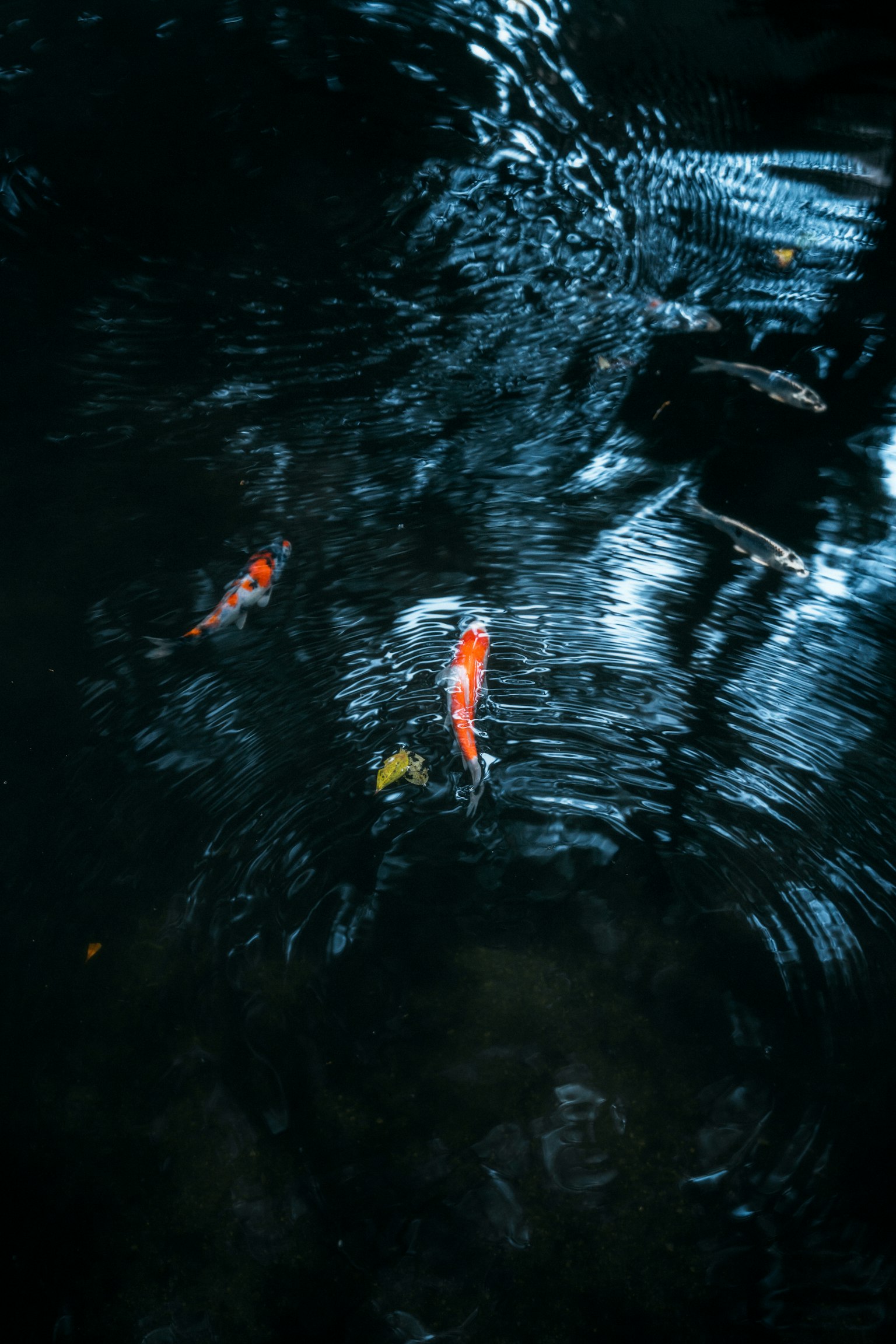 photo-X9fH38b7Q5Letatk2ANC-image