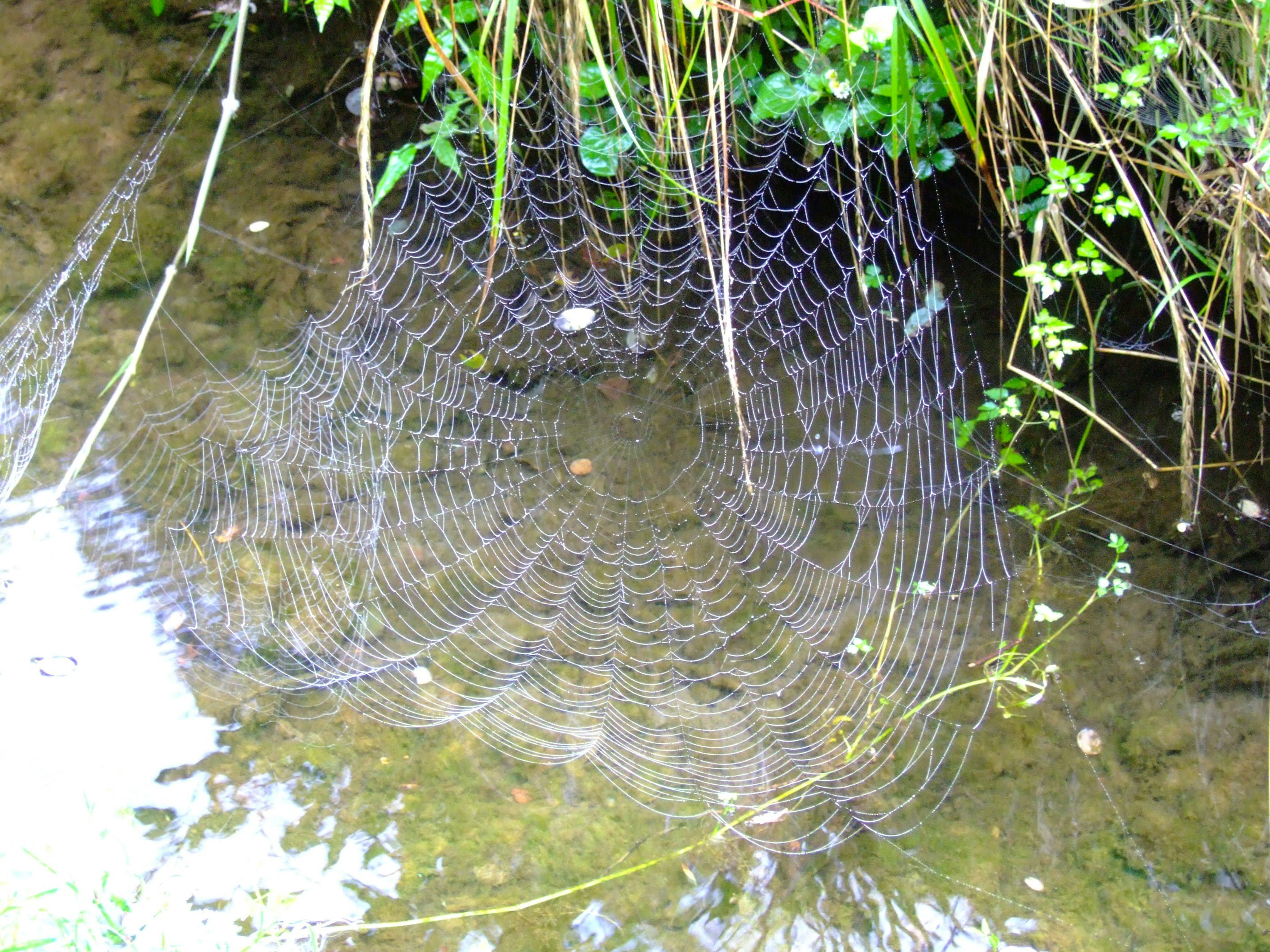 primo piano di una ragnatela di ragno nell’erba