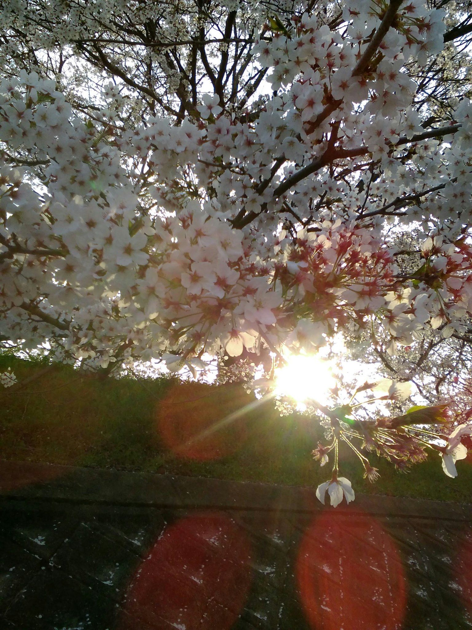 Cherry blossom branches with sunlight shining through