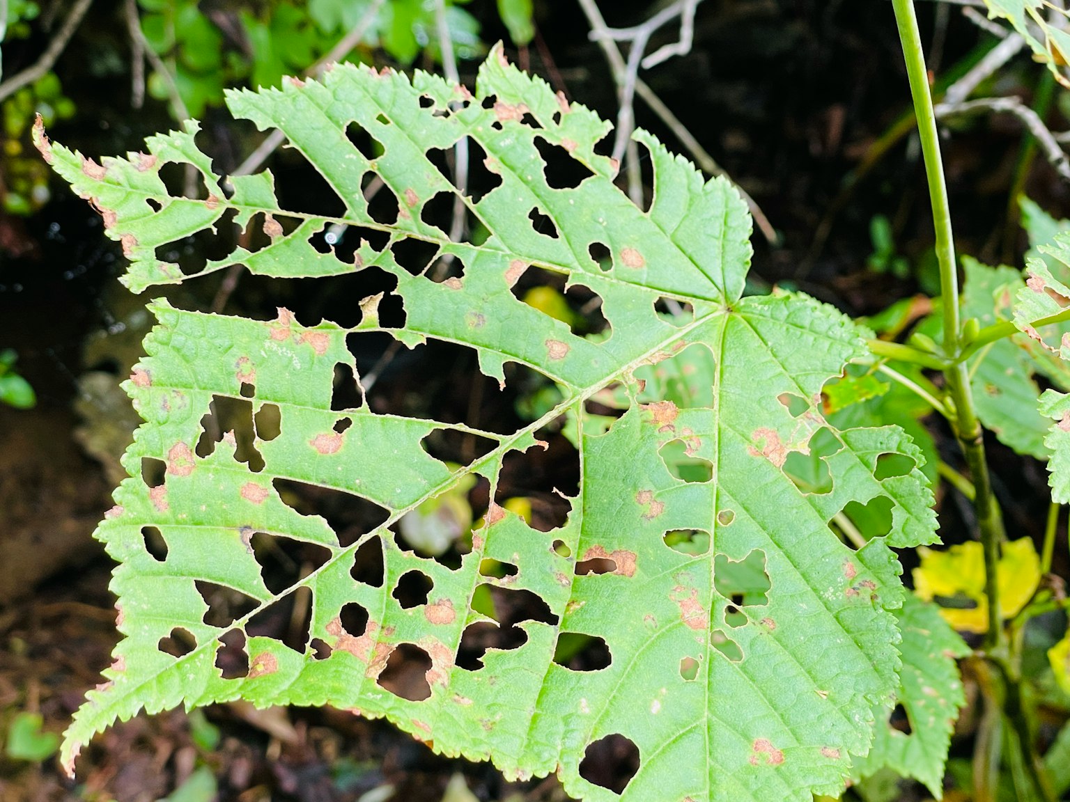 Hoja verde con agujeros y patrones irregulares