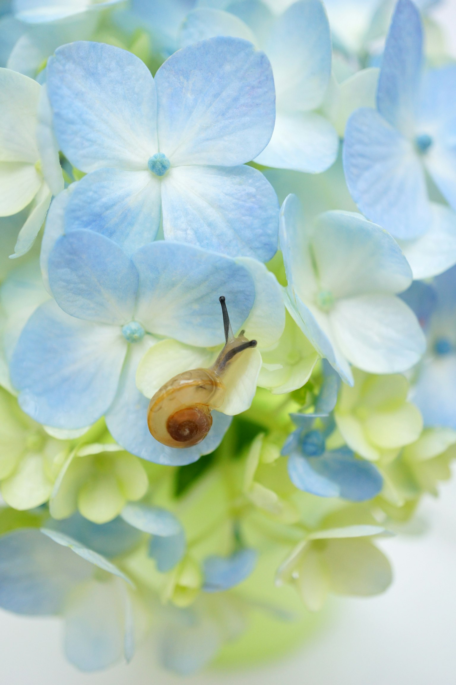 Eine kleine Schnecke auf blauen Blumen