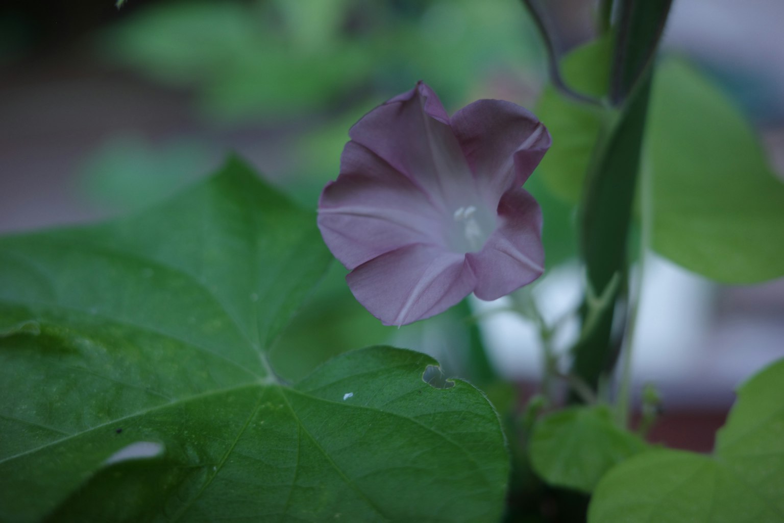 Eine Pflanze mit einer hellvioletten Blume und grünen Blättern