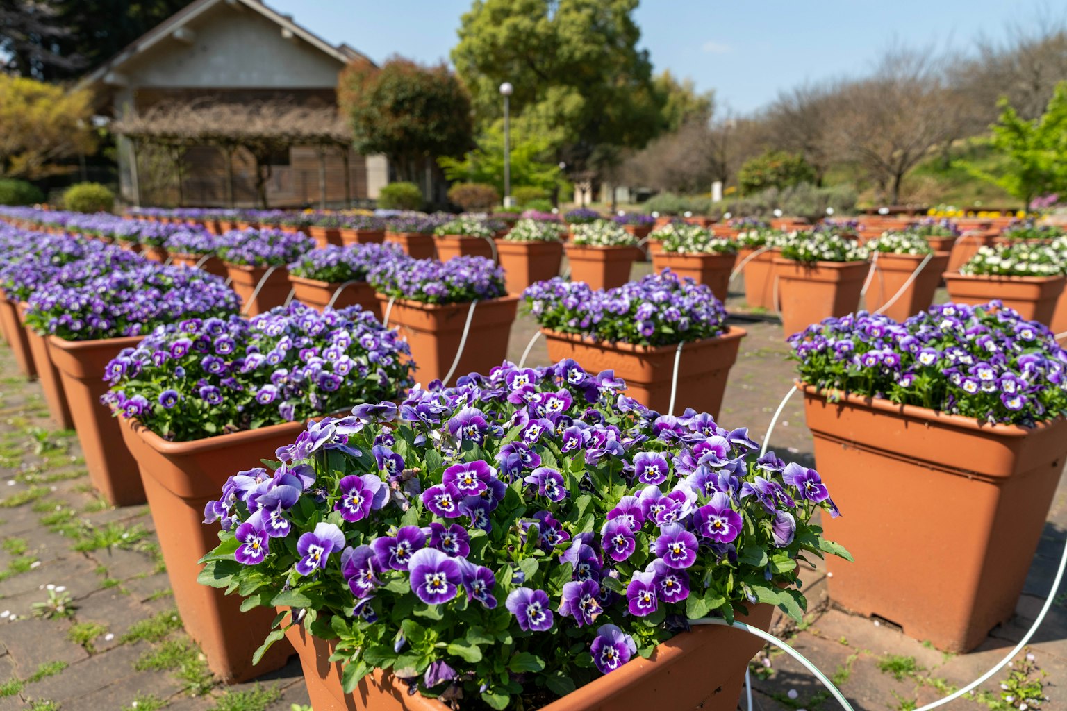 Scena di giardino con file di fiori viola in vaso