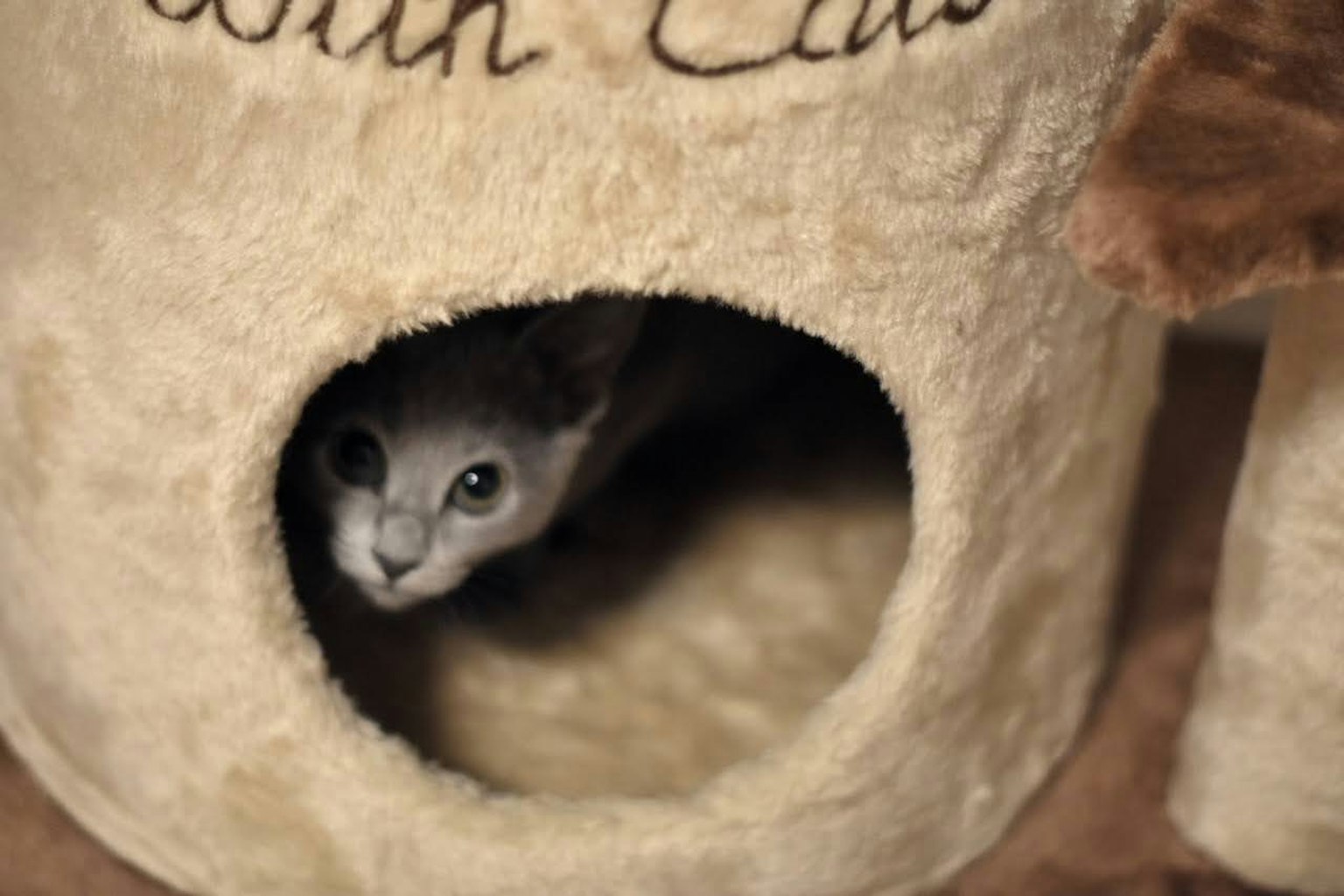 A cat peeking out from a cat house hole