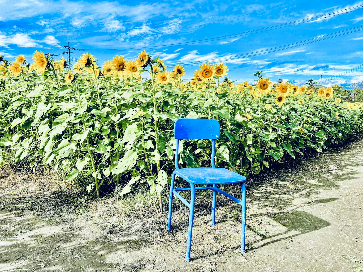 A blue chair set against a field of sunflowers