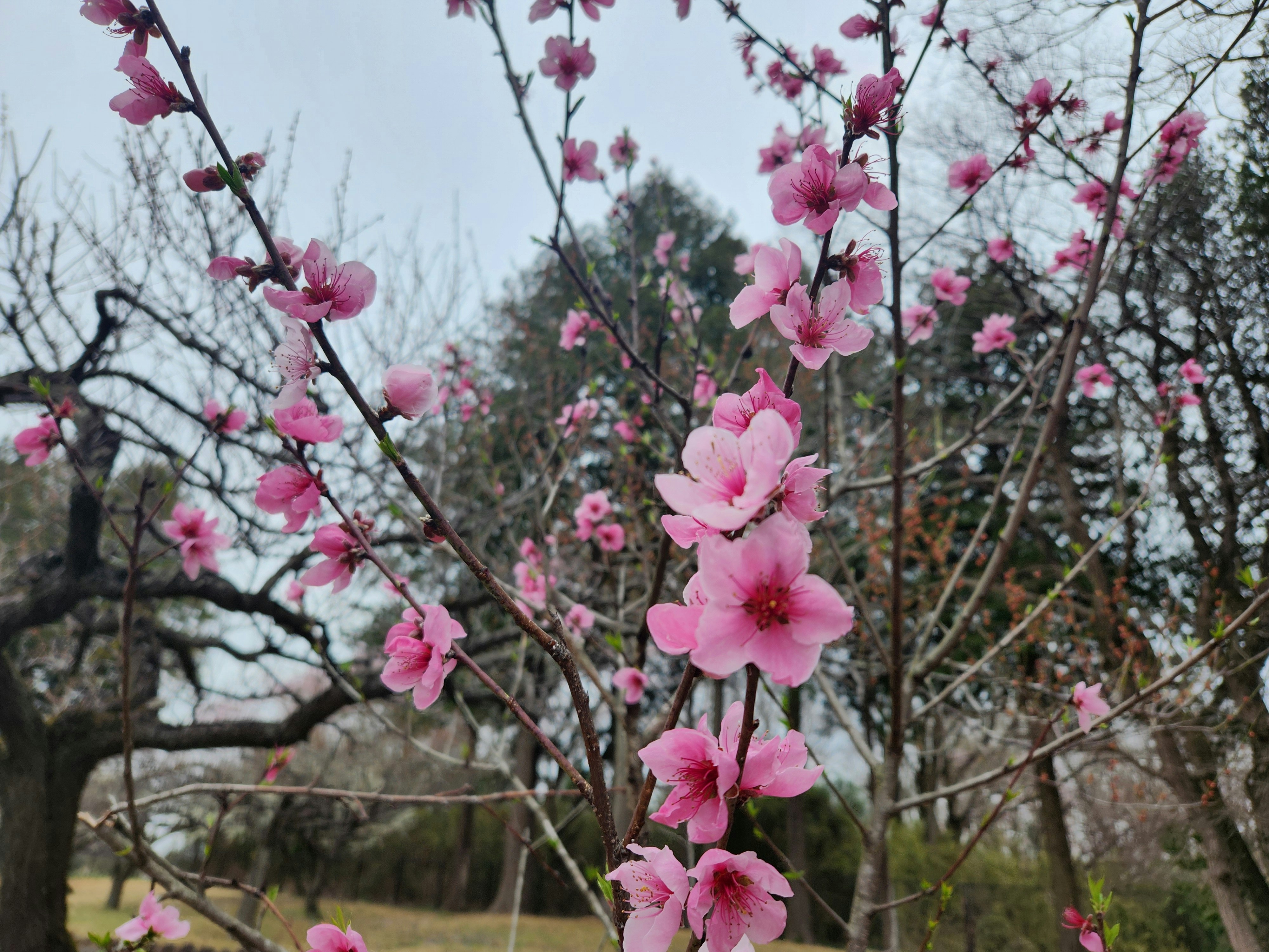 桃の花が咲く春の庭の枝先