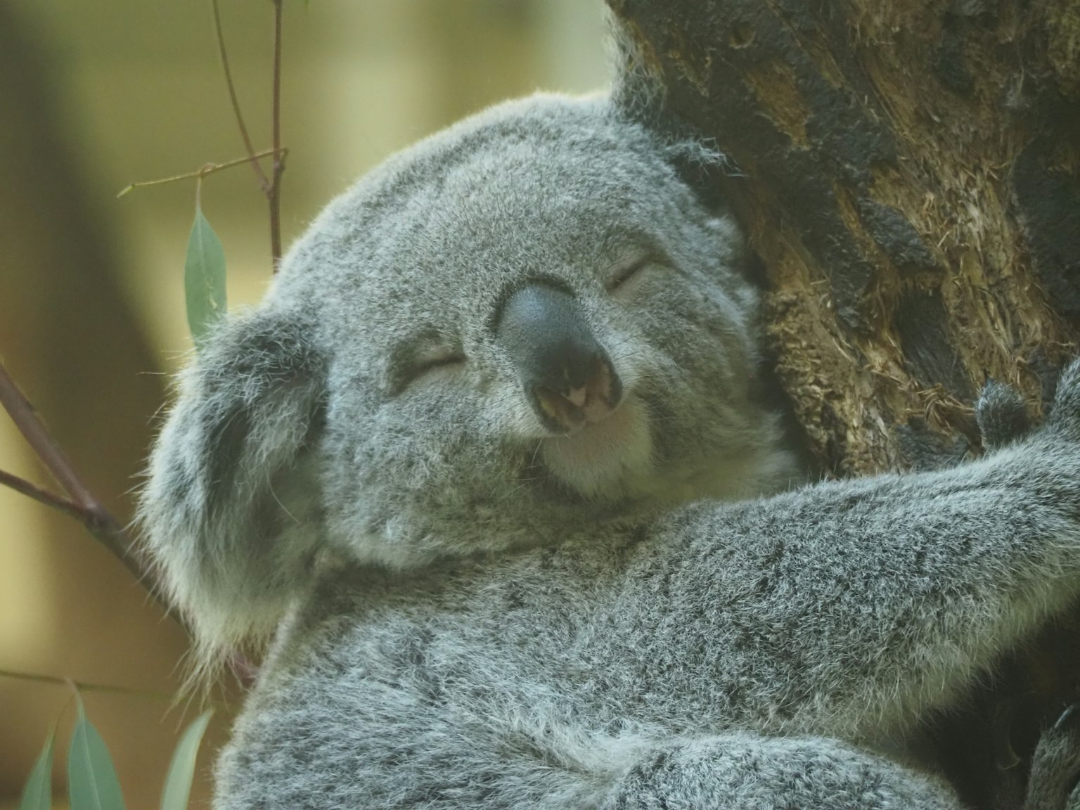 Close-up photo of a koala hugging a tree