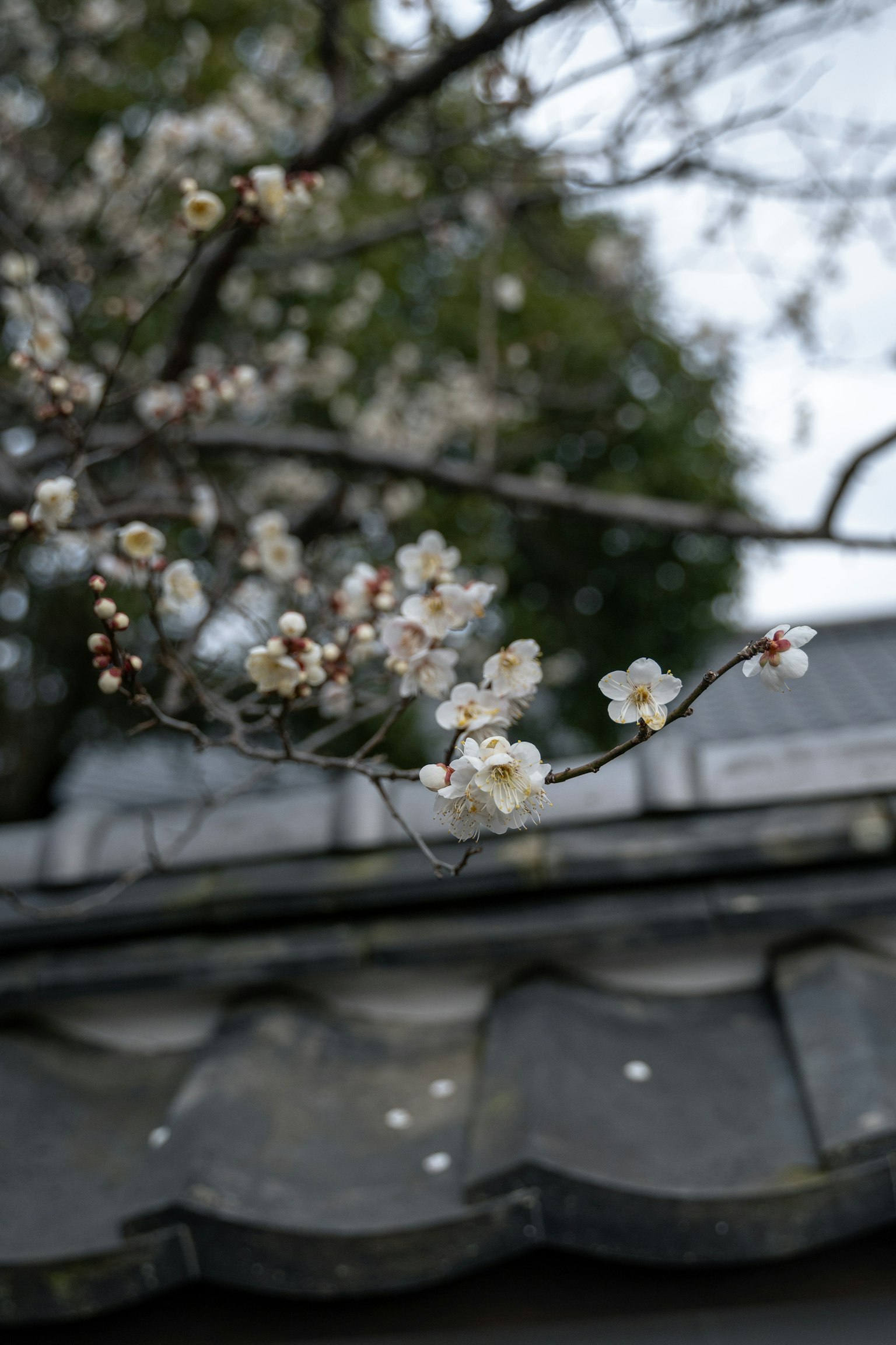 Ramo con fiori bianchi davanti a un tetto tradizionale