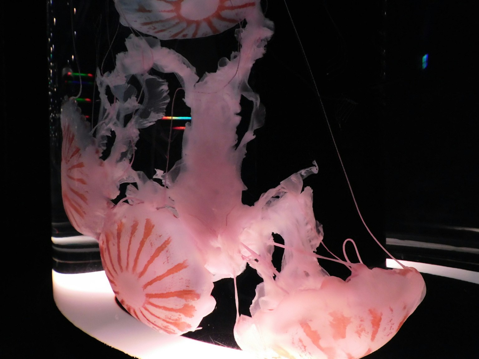 Méduses roses flottant dans un aquarium lumineux