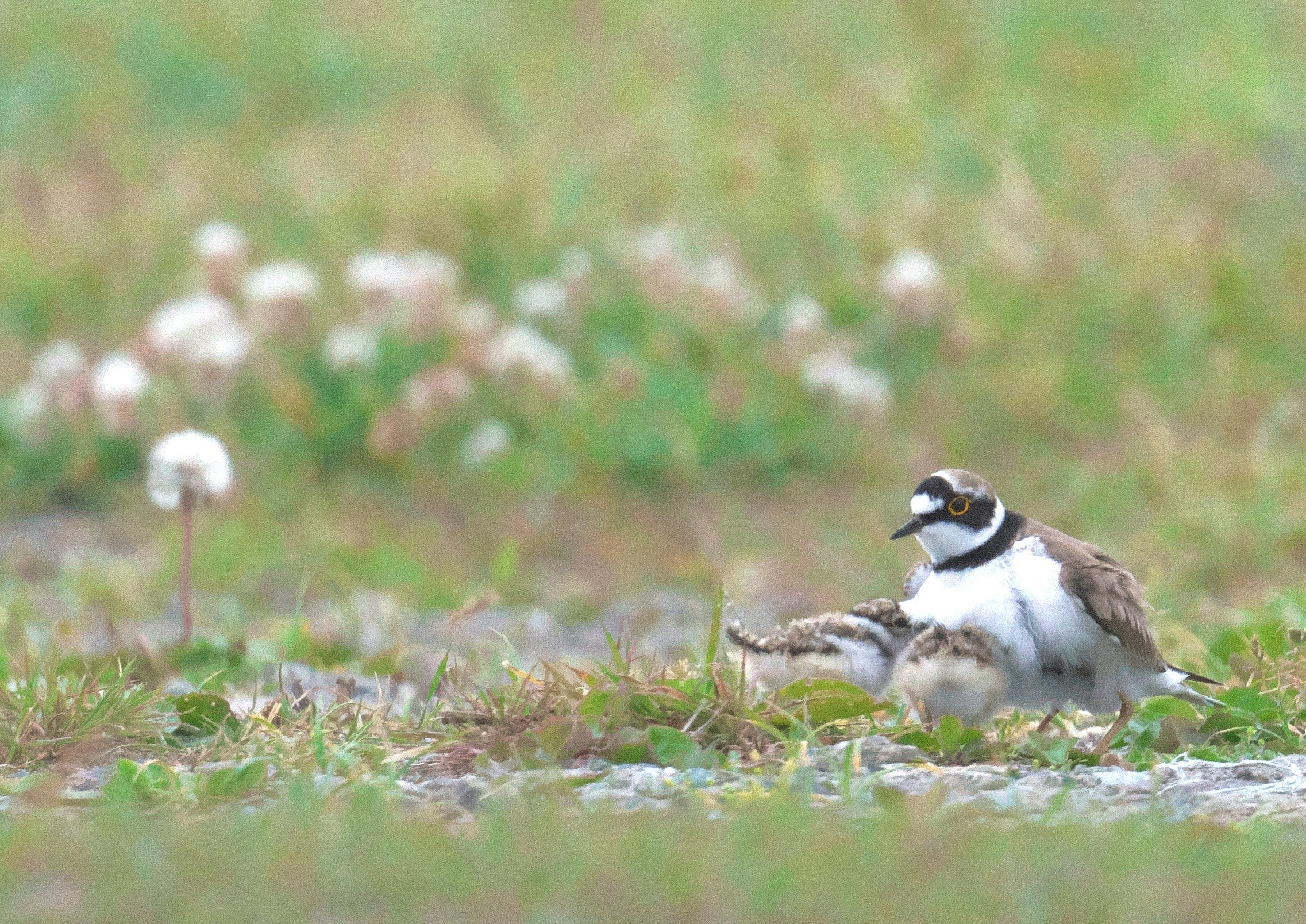 草地で羽を広げる野鳥