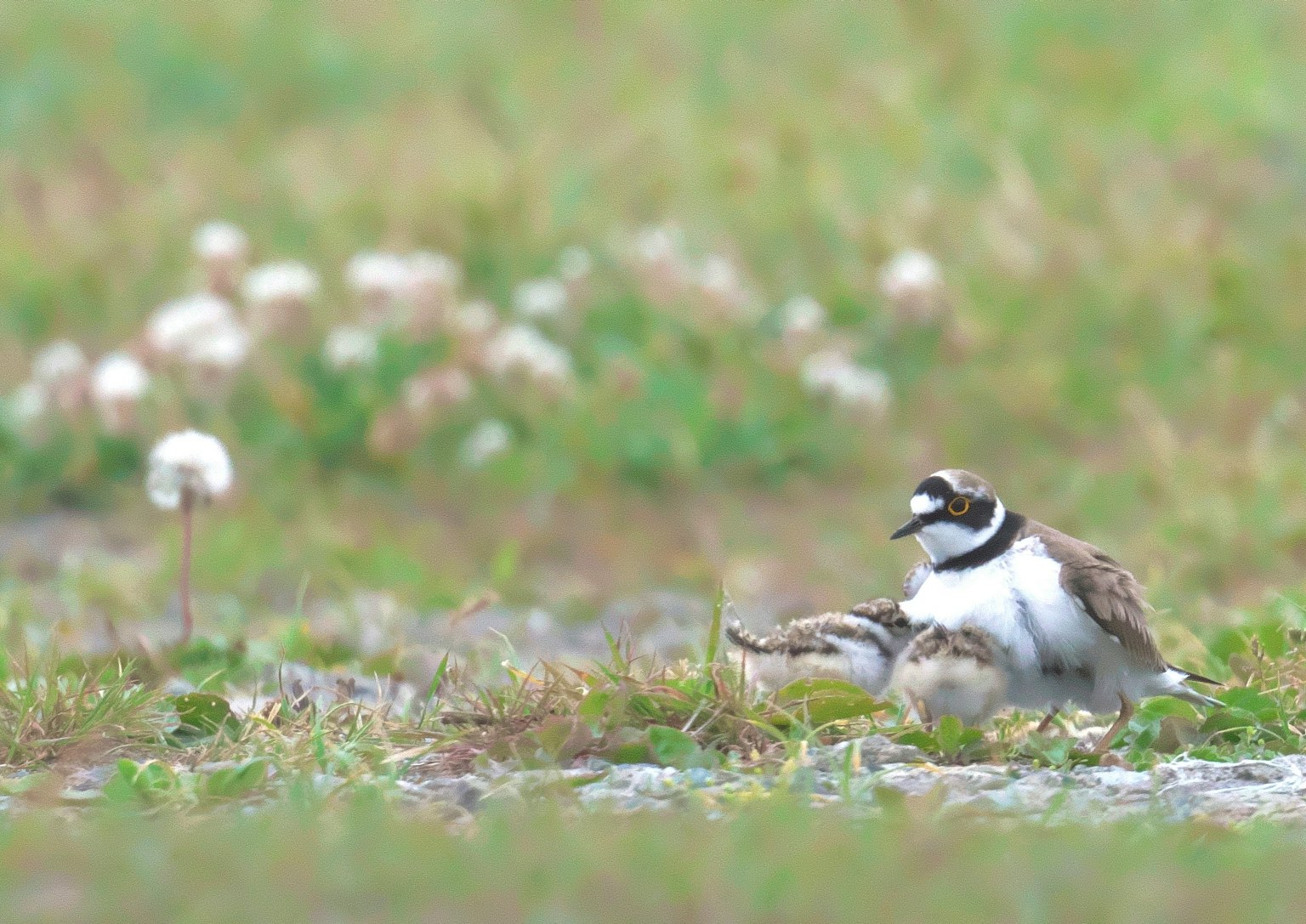 A small bird protecting its chicks in a grassy field