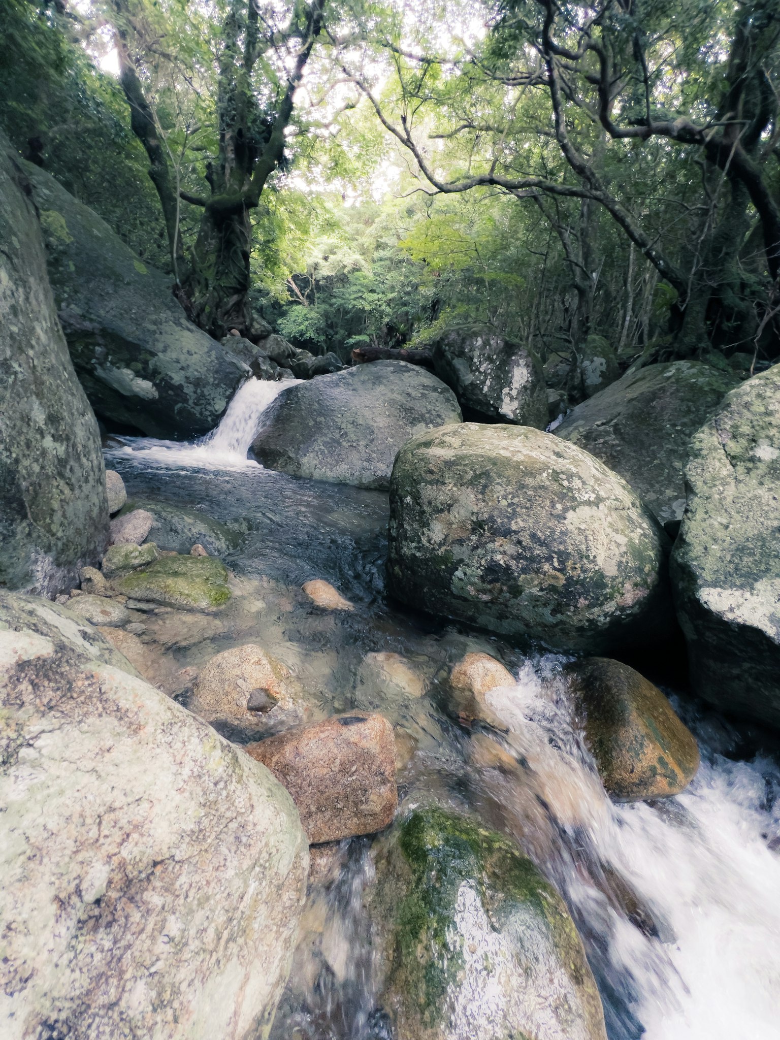 Paesaggio naturale di rocce e ruscello circondato da alberi verdi
