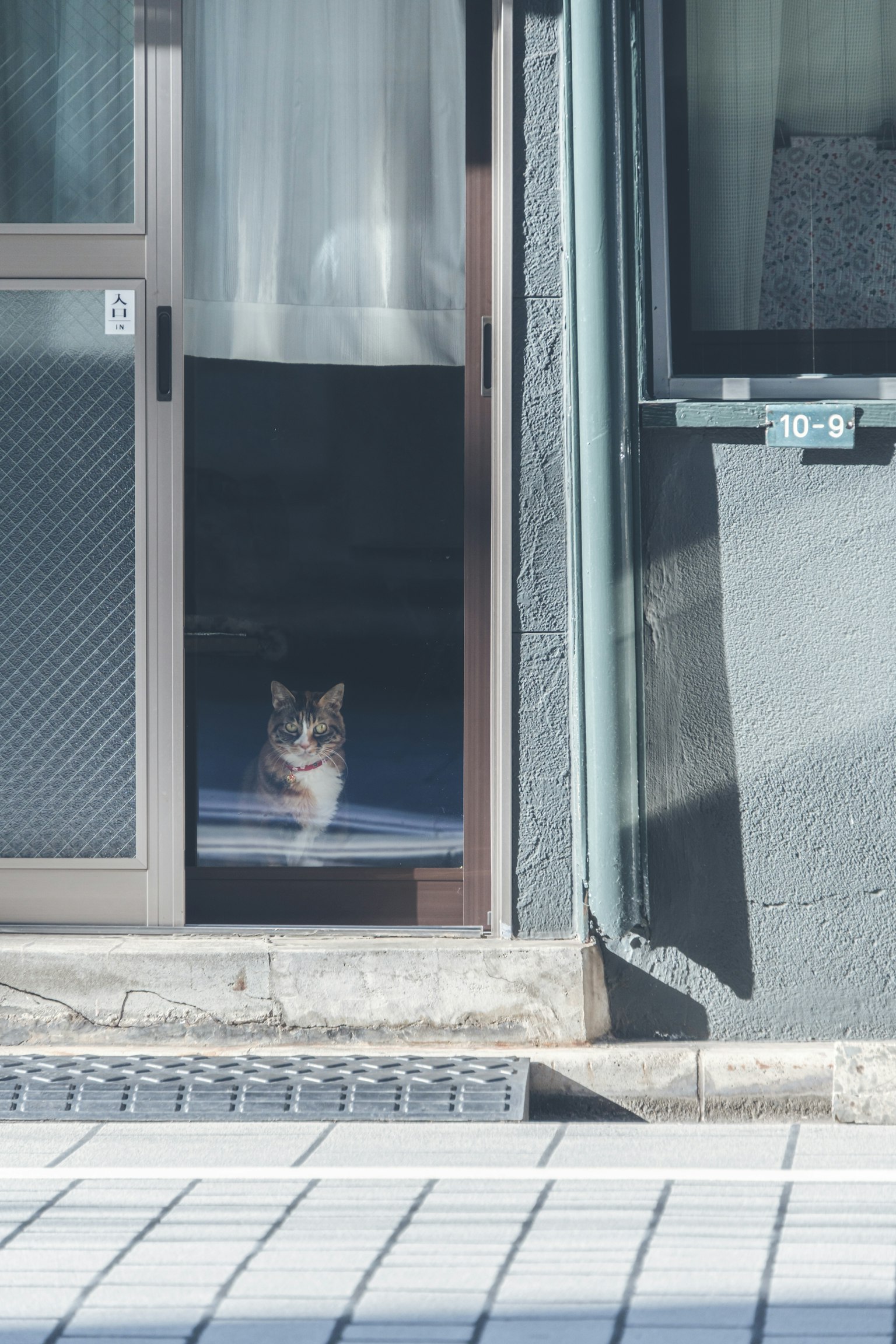 Un gatto seduto tranquillamente alla porta