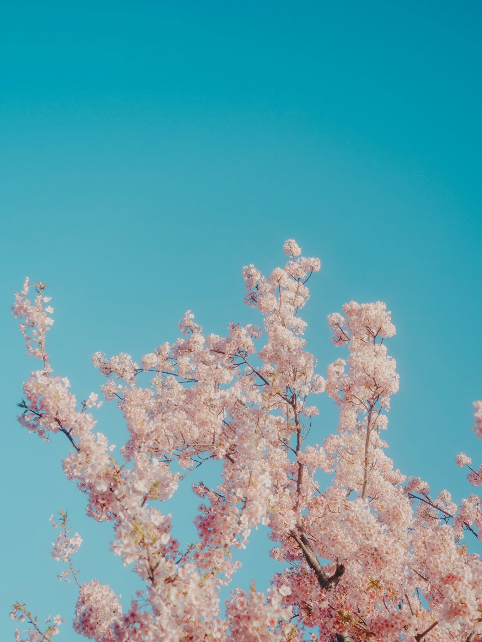 青空の下に咲く桜の花のクローズアップ
