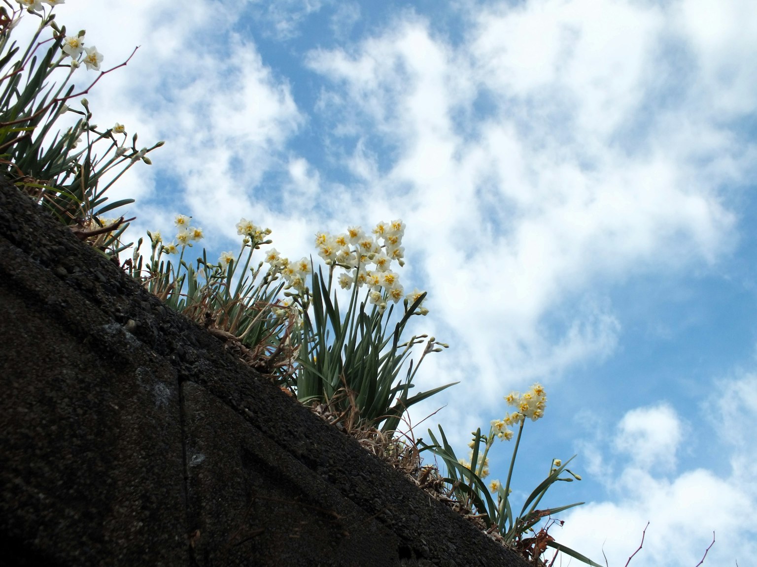 Mur en béton surmonté d'herbe verte et de fleurs jaunes sous un ciel bleu