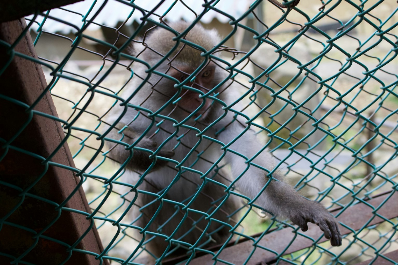 籠子後面猴子的特寫