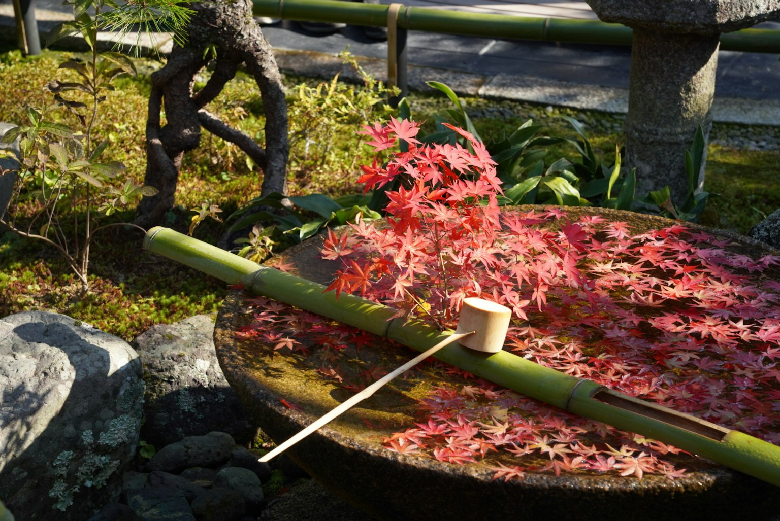 Daun maple mengapung di baskom batu dengan sendok bambu