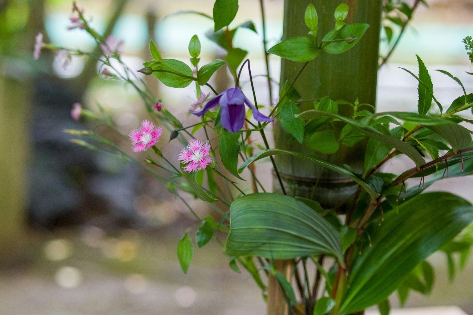 Fiori viola e rosa che fioriscono tra le foglie verdi