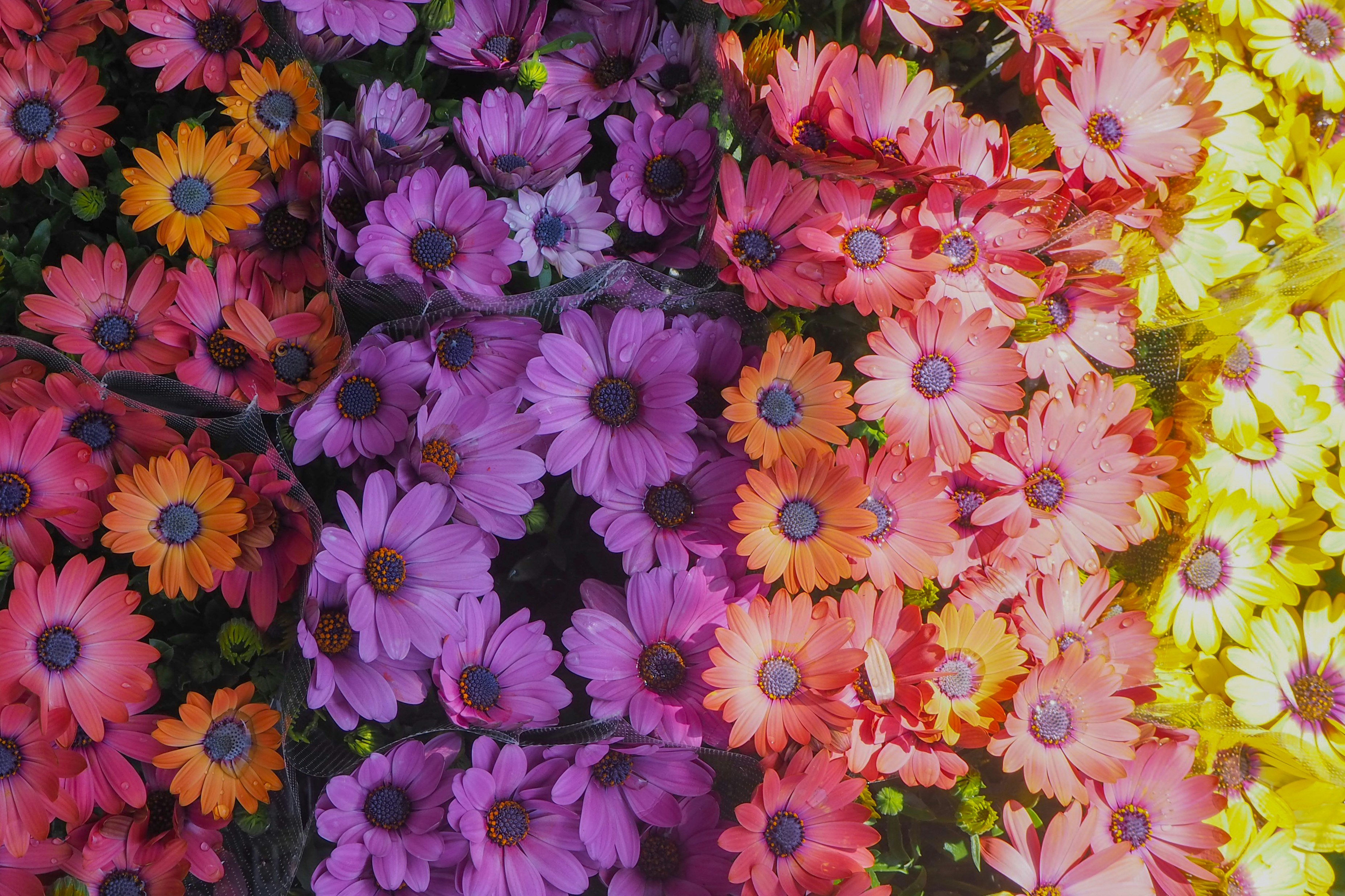 色とりどりの花が敷き詰められた花畑のような背景