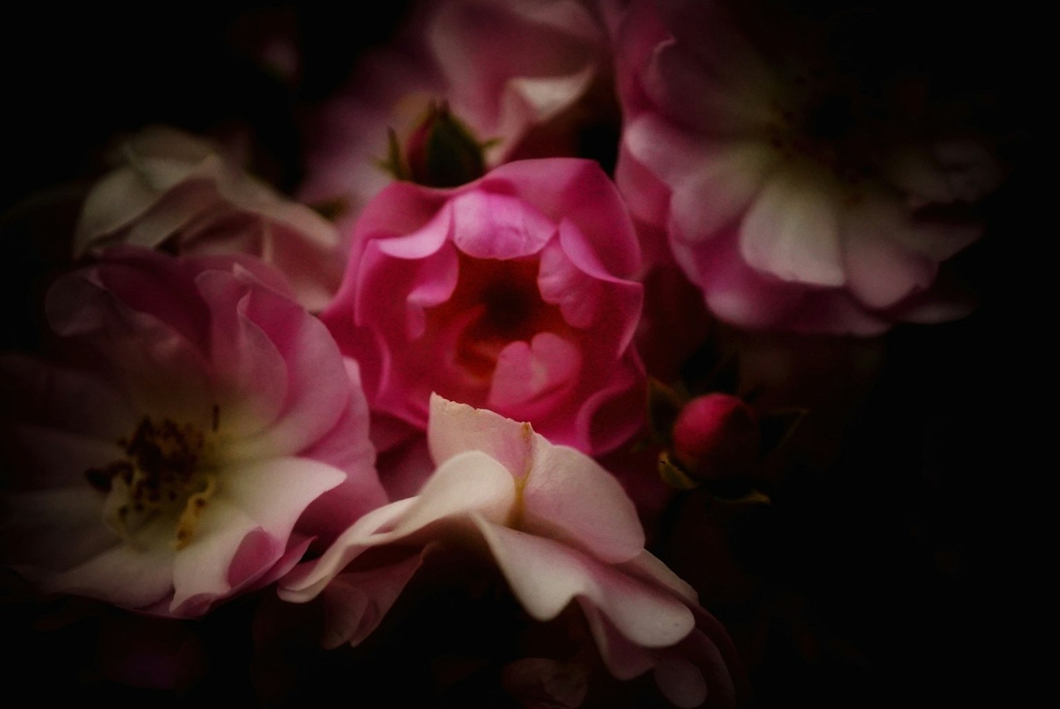 Close-up of colorful flowers blooming against a dark background