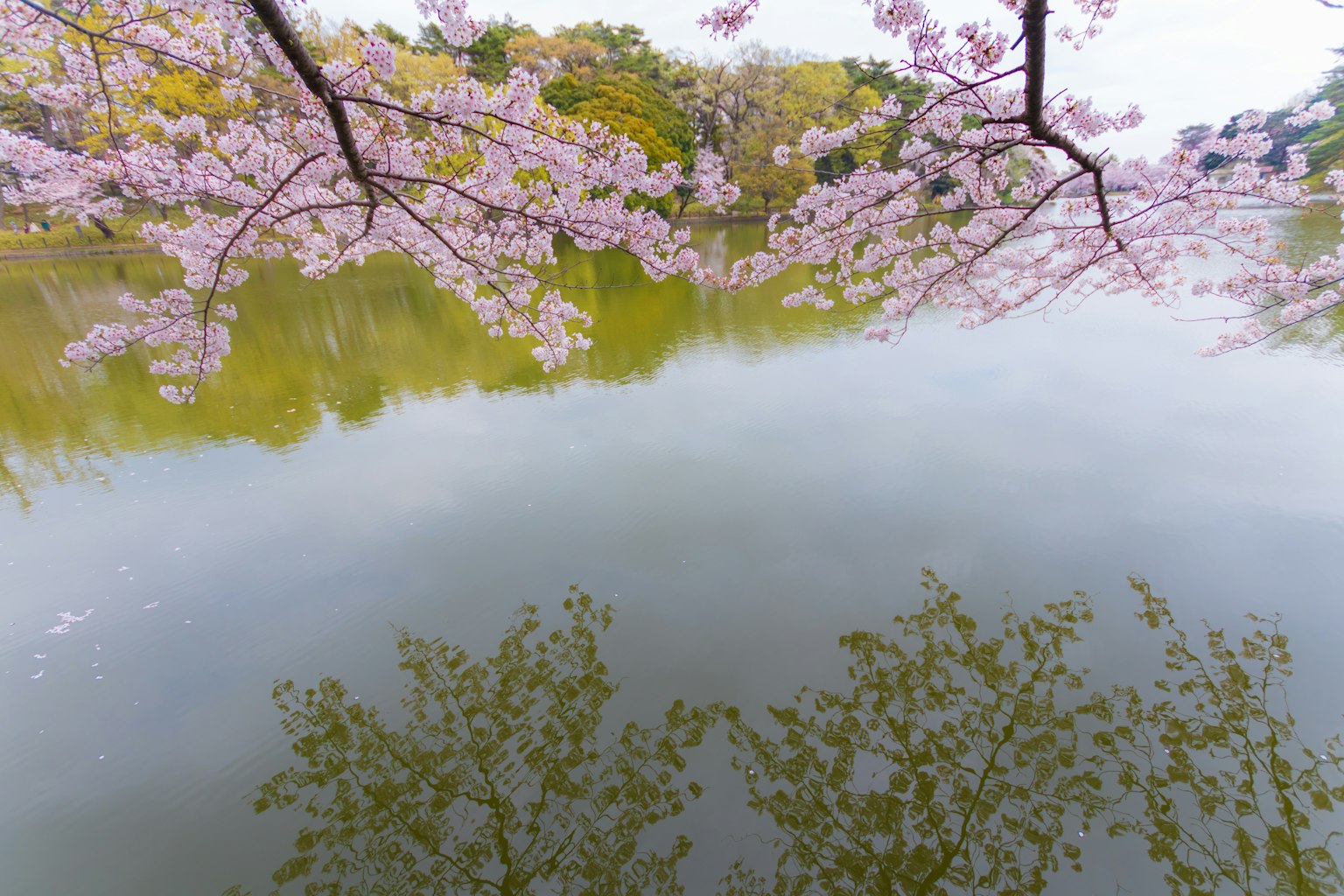 靜謐湖面上映出的櫻花和樹葉的美麗景色