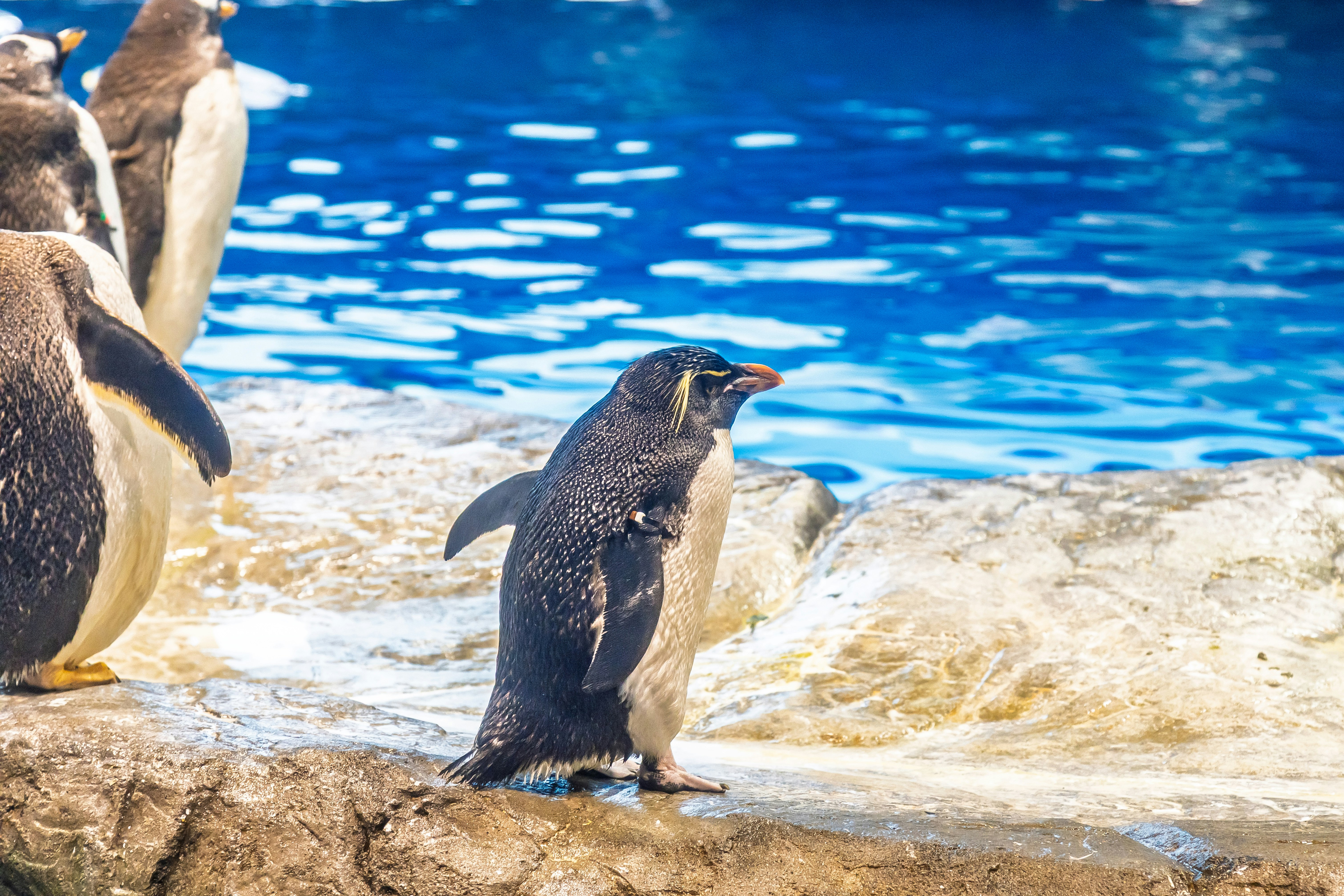 岩場に立つペンギンと青い海の波